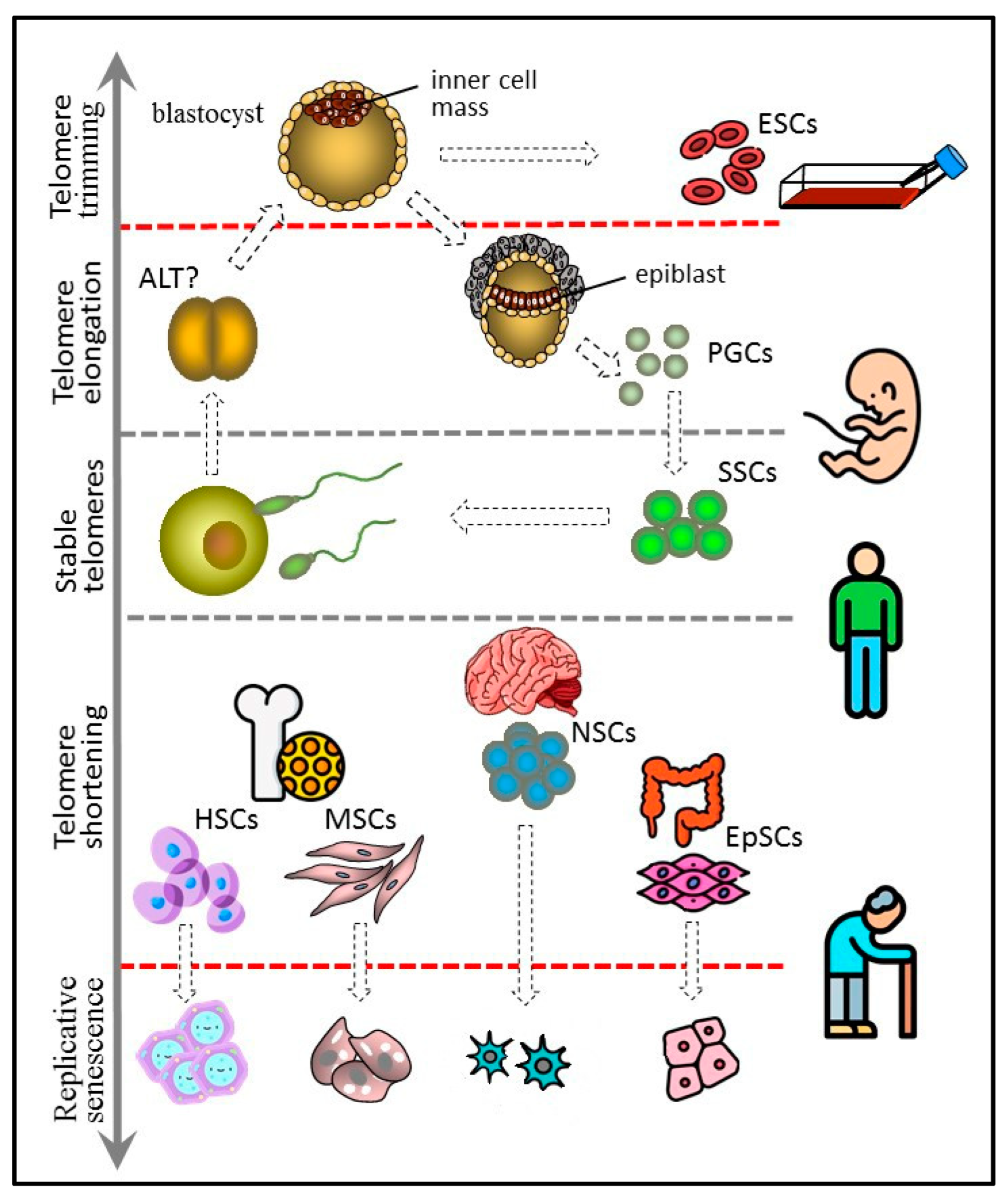Telomeres and Telomerase in the Control of Stem Cells Biology Diagrams