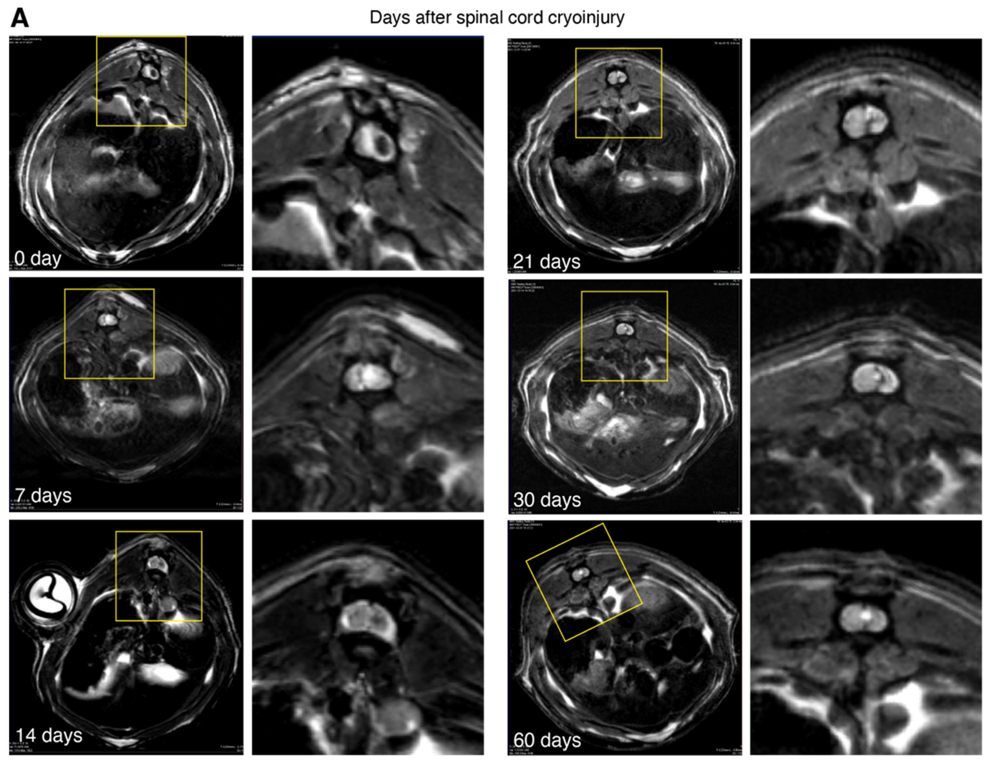 Biomedicines 10 02345 g003a