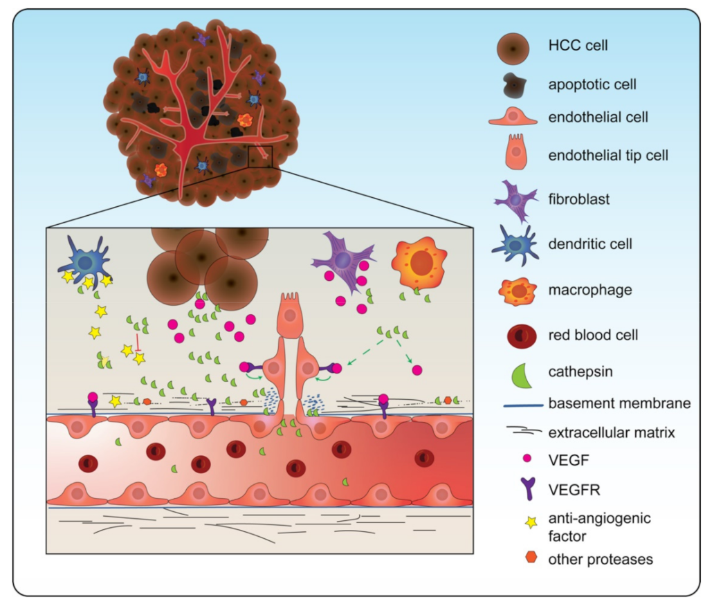Biomedicines 10 02351 g002 Biomedicines 10 02351 g002