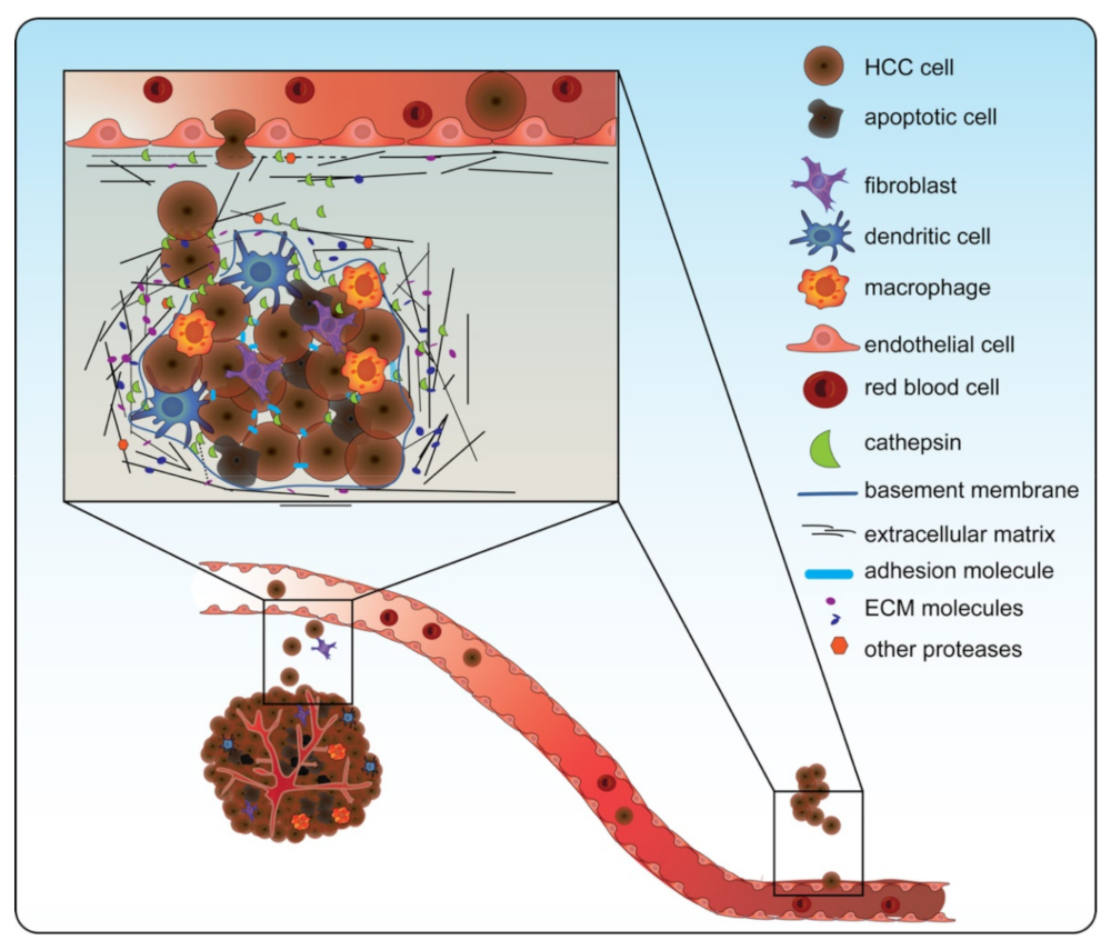 Biomedicines 10 02351 g003 Biomedicines 10 02351 g003