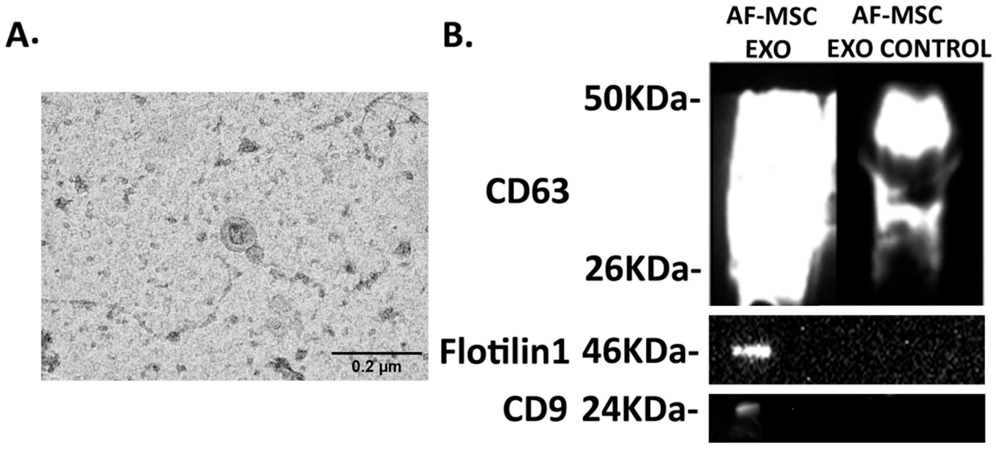 Biomedicines 10 02357 g002 Biomedicines 10 02357 g002