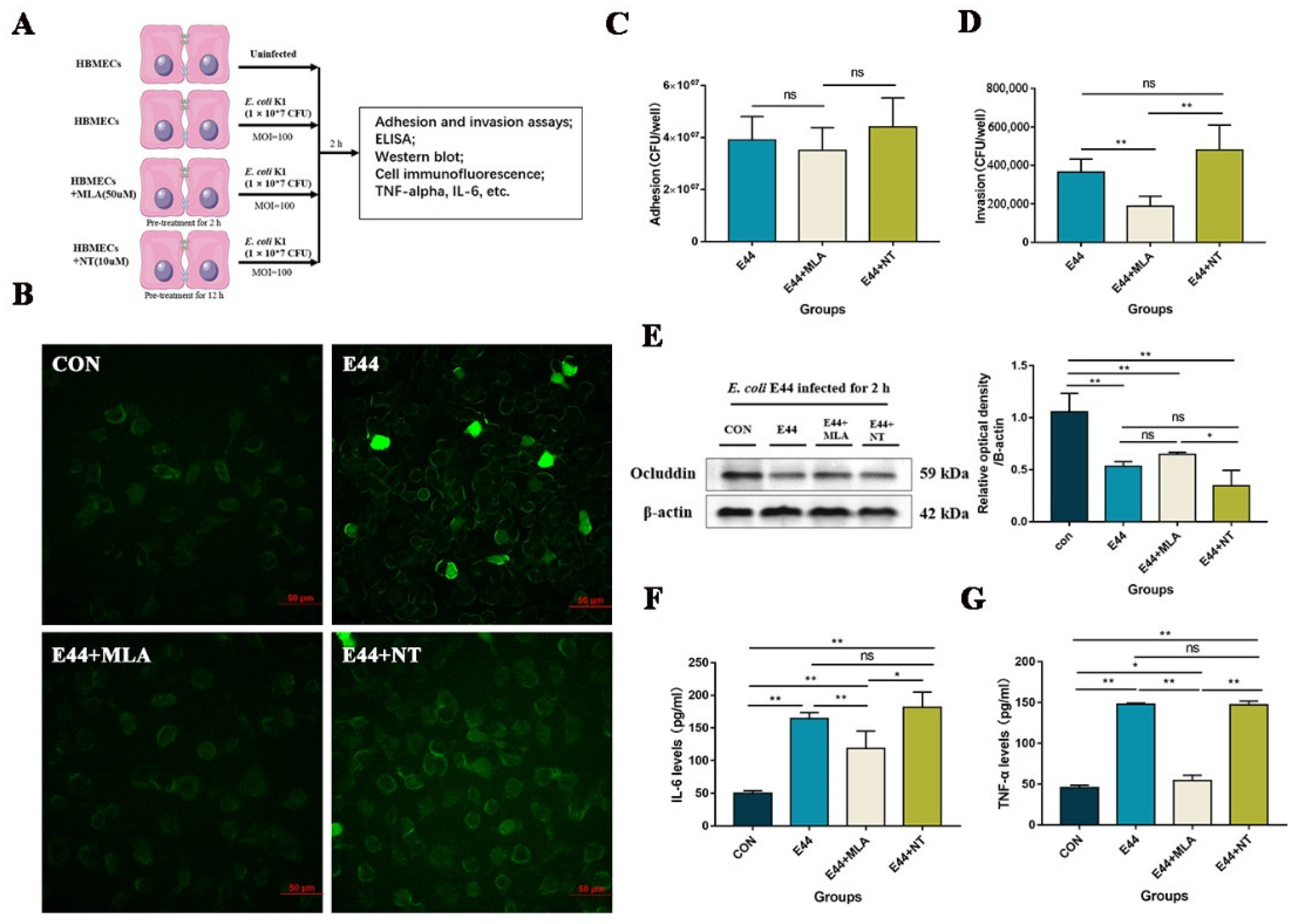 Alpha7 Nicotinic Acetylcholine Receptor Antagonists Prevent