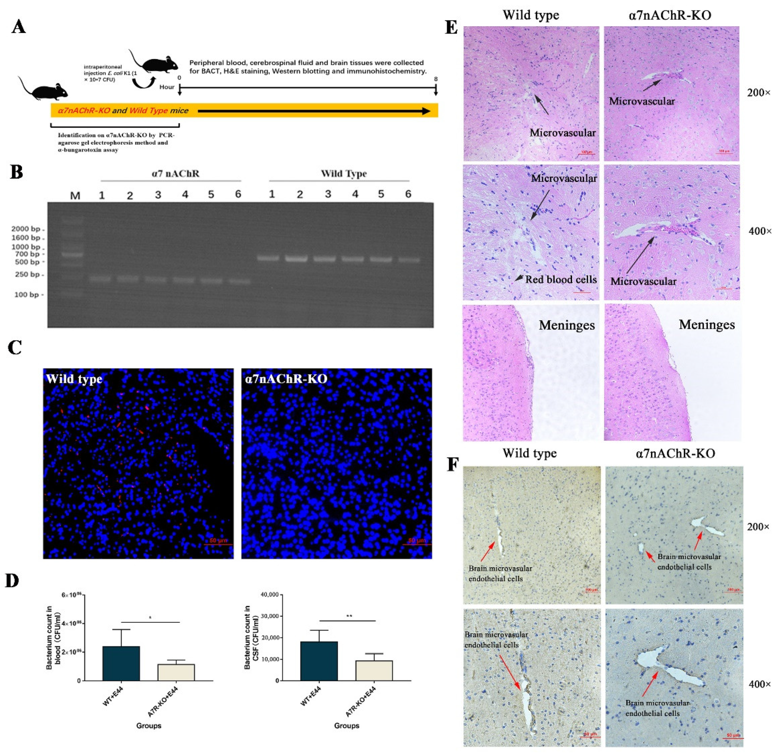 Biomedicines 10 02358 g002