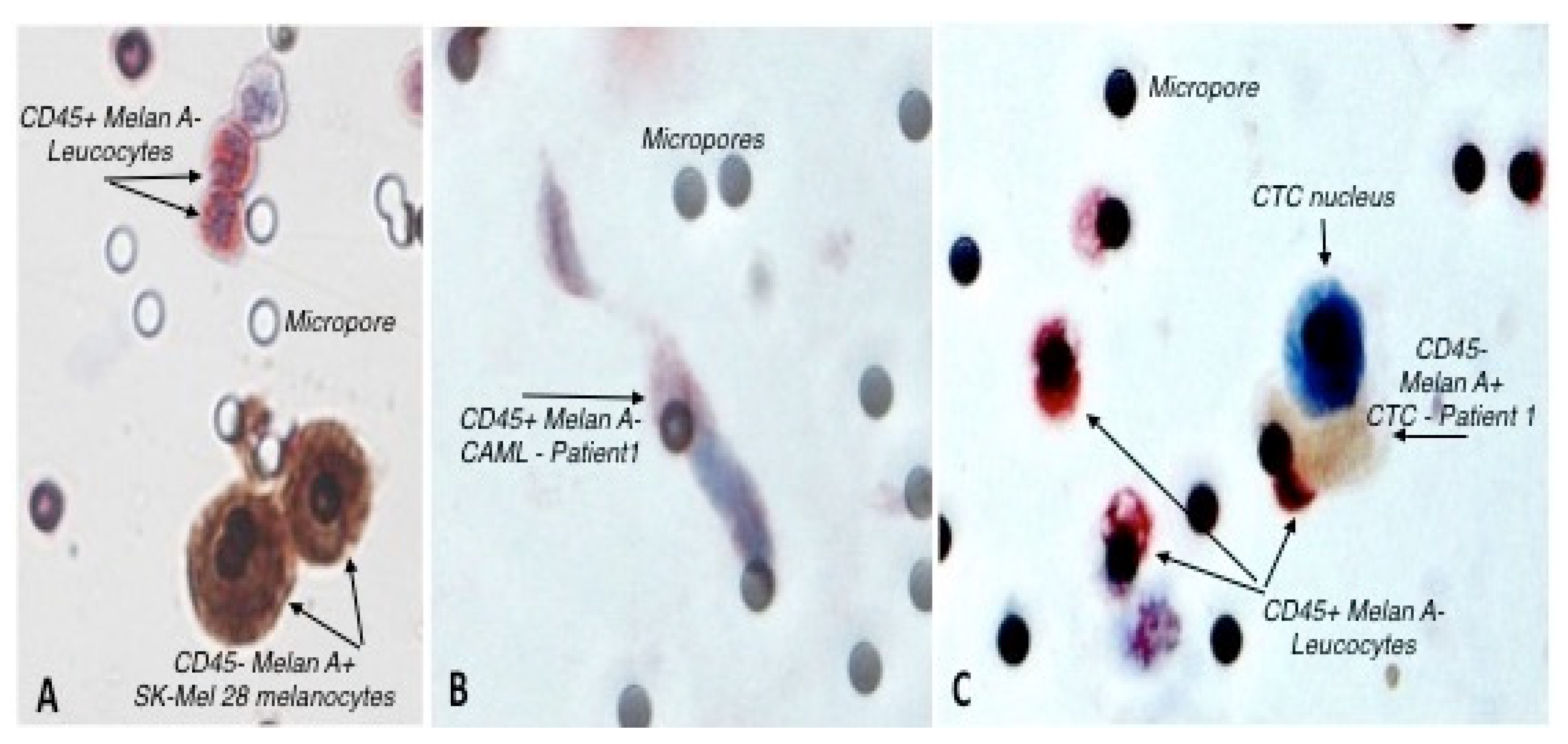Biomedicines 10 02391 g002