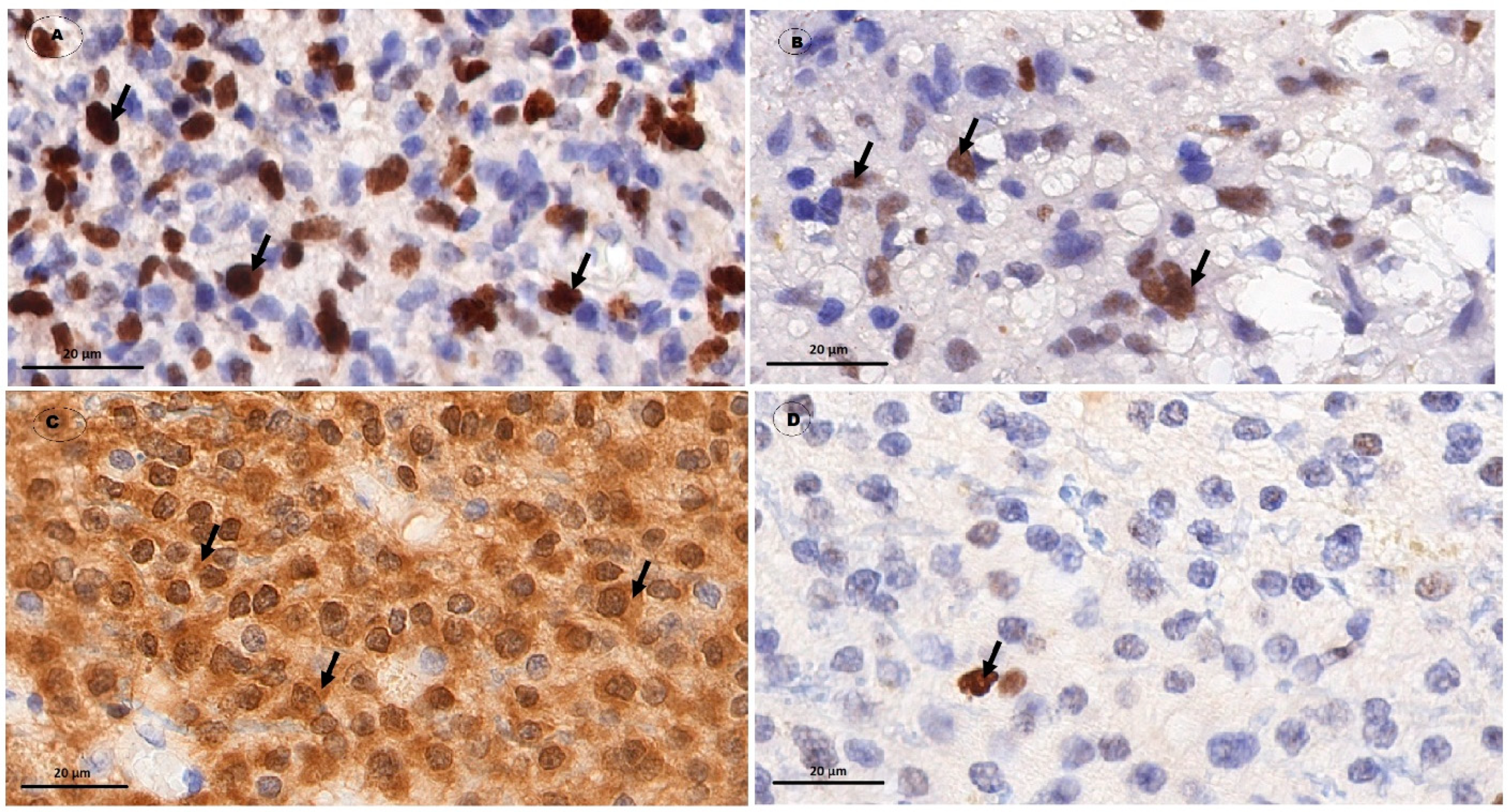 Biomedicines 10 02393 g001 Biomedicines 10 02393 g001