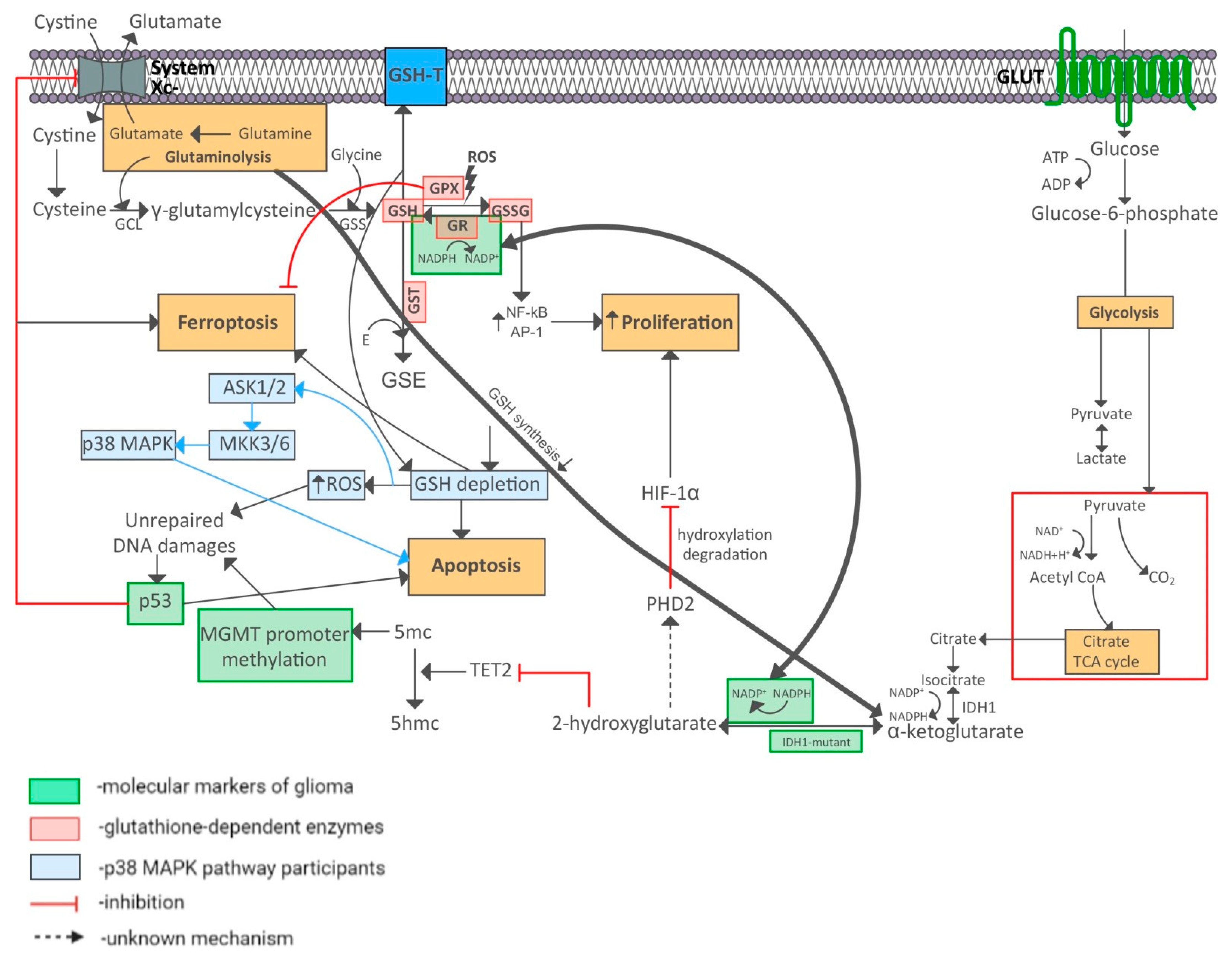 Biomedicines 10 02393 g011 Biomedicines 10 02393 g011