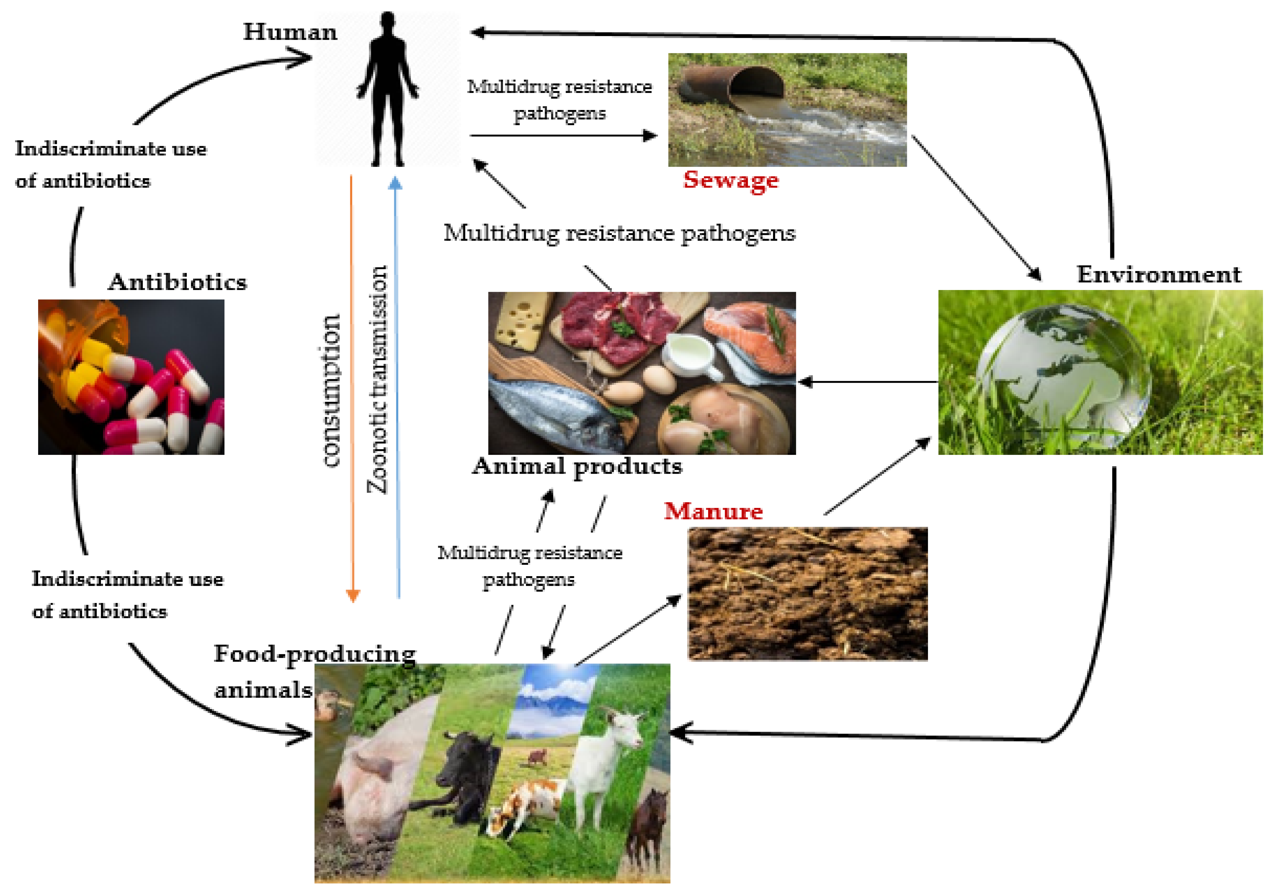 Biomedicines | Free Full-Text | Application of Plant-Derived Nanoparticles  (PDNP) in Food-Producing Animals as a Bio-Control Agent against  Antimicrobial-Resistant Pathogens