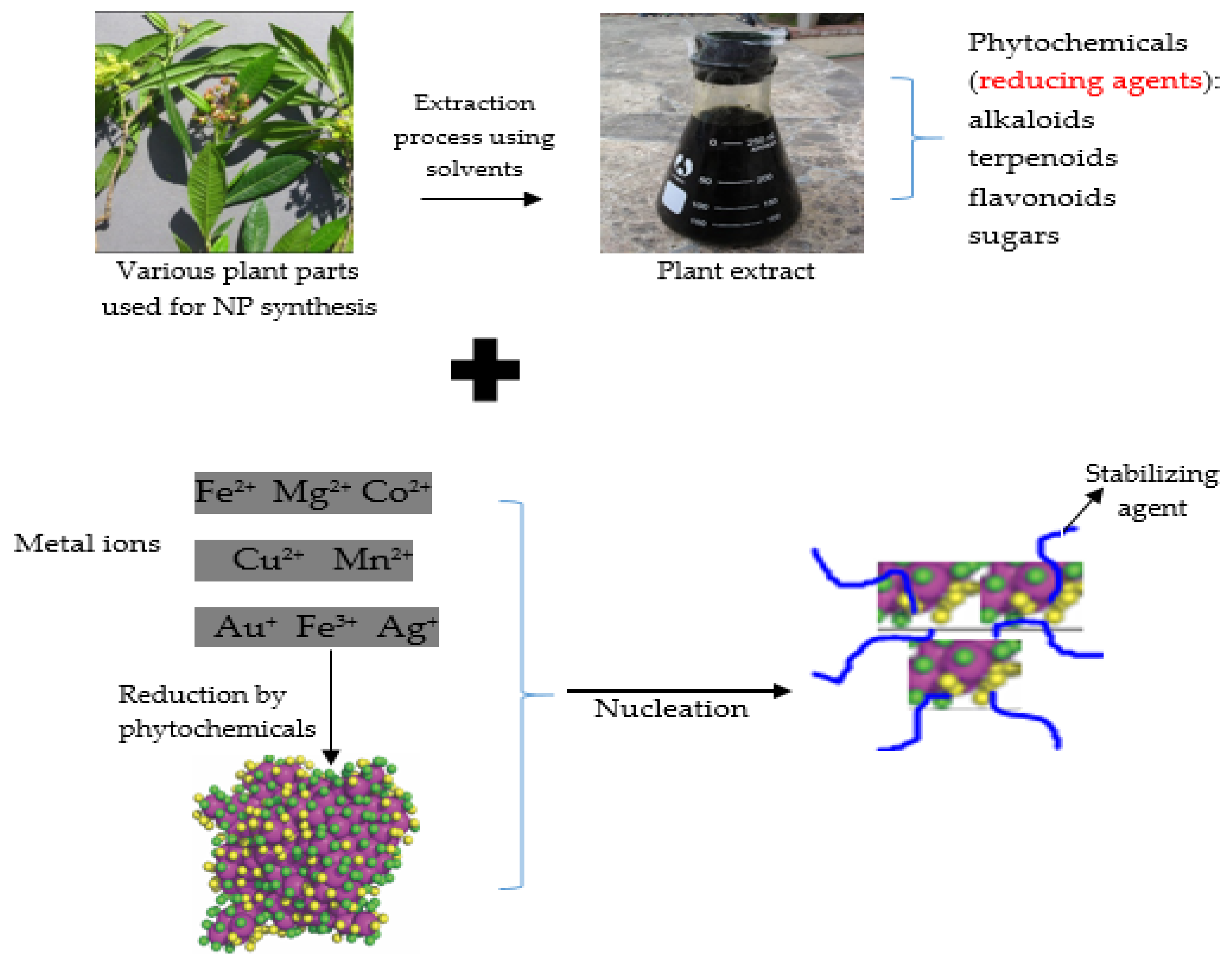 Biomedicines 10 02426 g002 Biomedicines 10 02426 g002