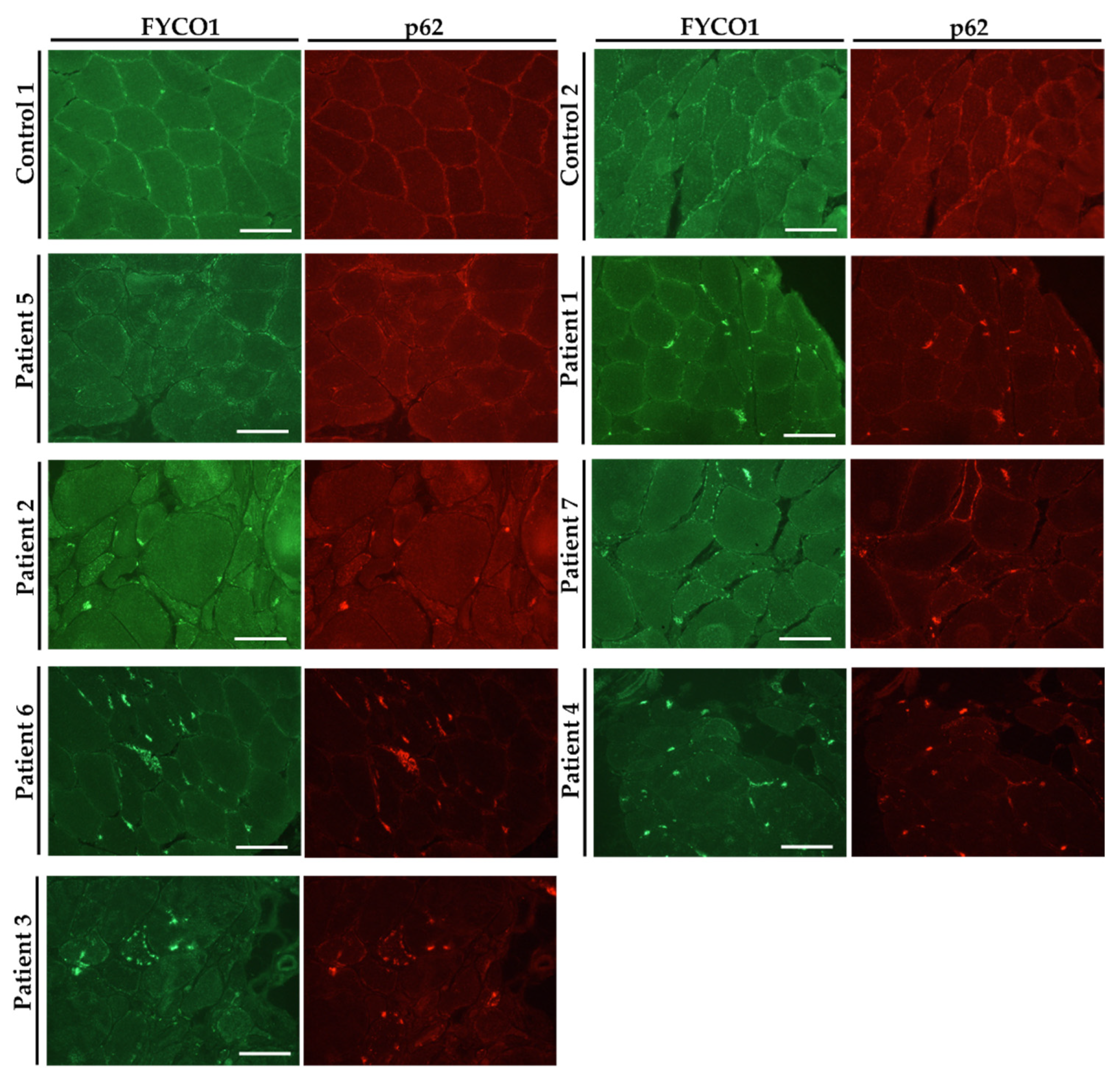 Biomedicines 10 02443 g001