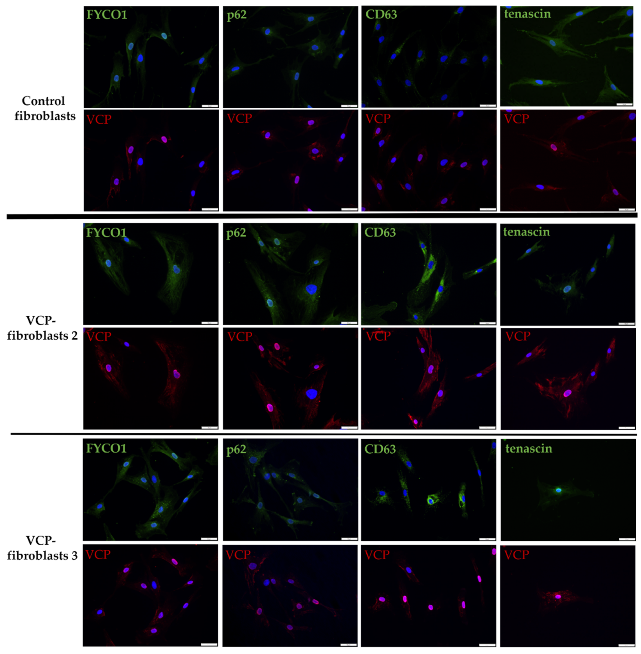 Biomedicines 10 02443 g002