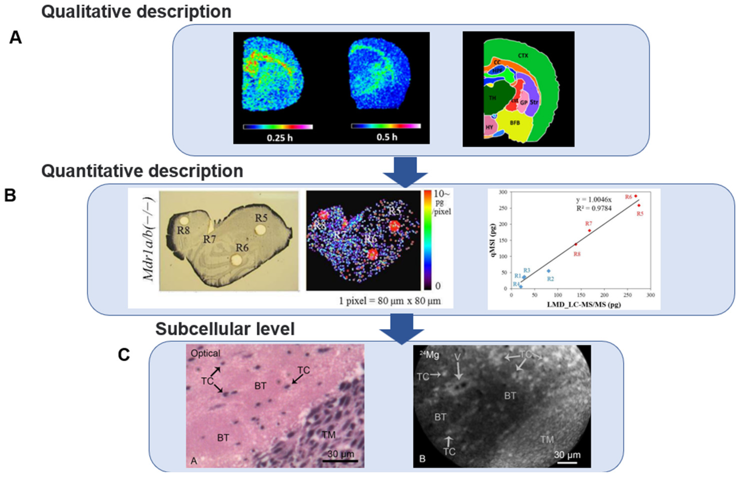 Biomedicines 10 02447 g003