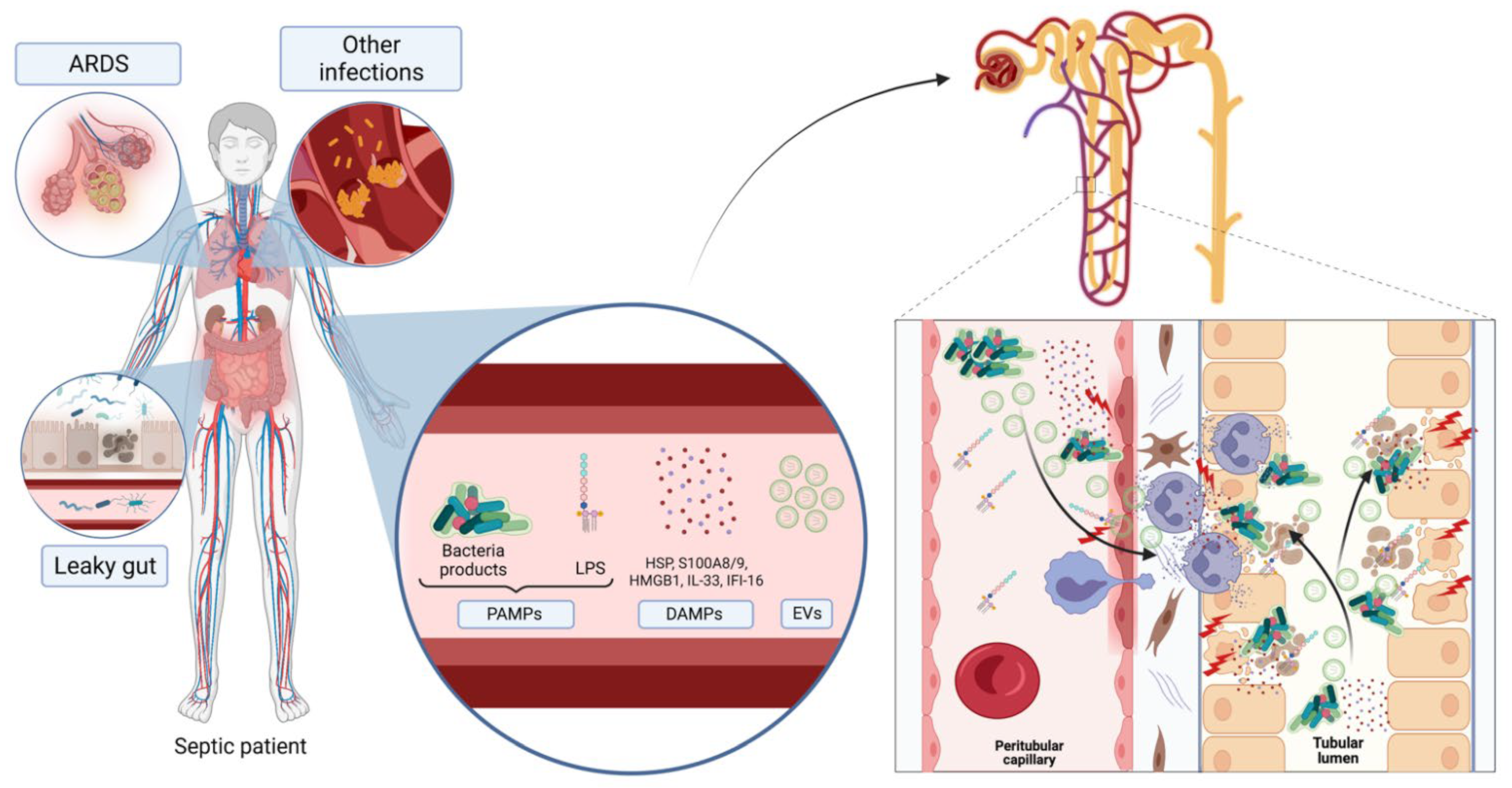 Biomedicines 10 02448 g001
