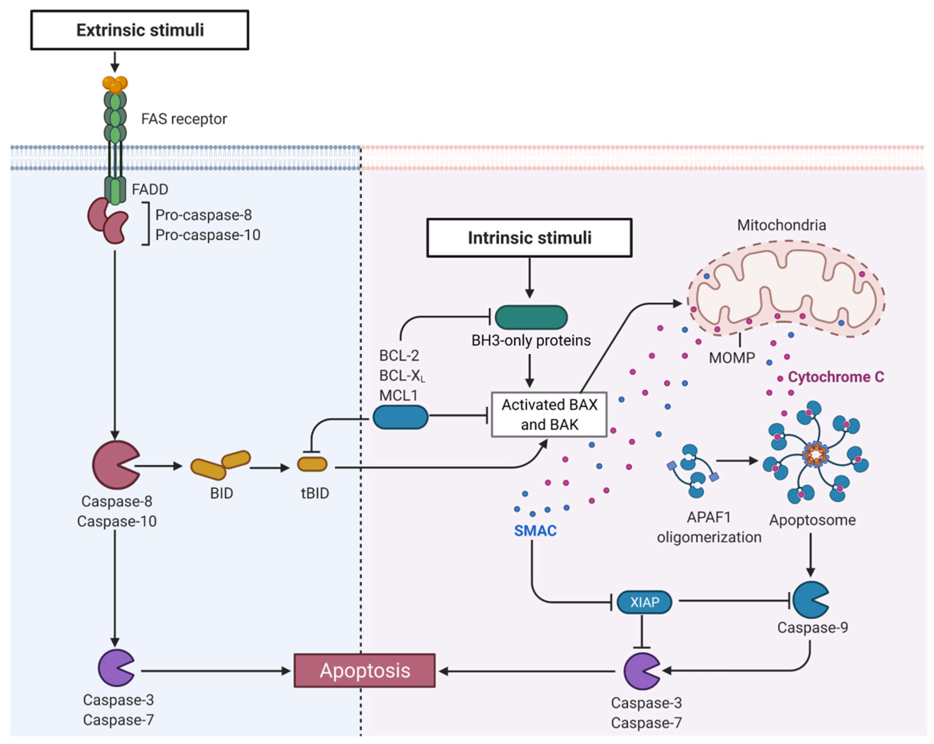 Biomedicines 10 02453 g003