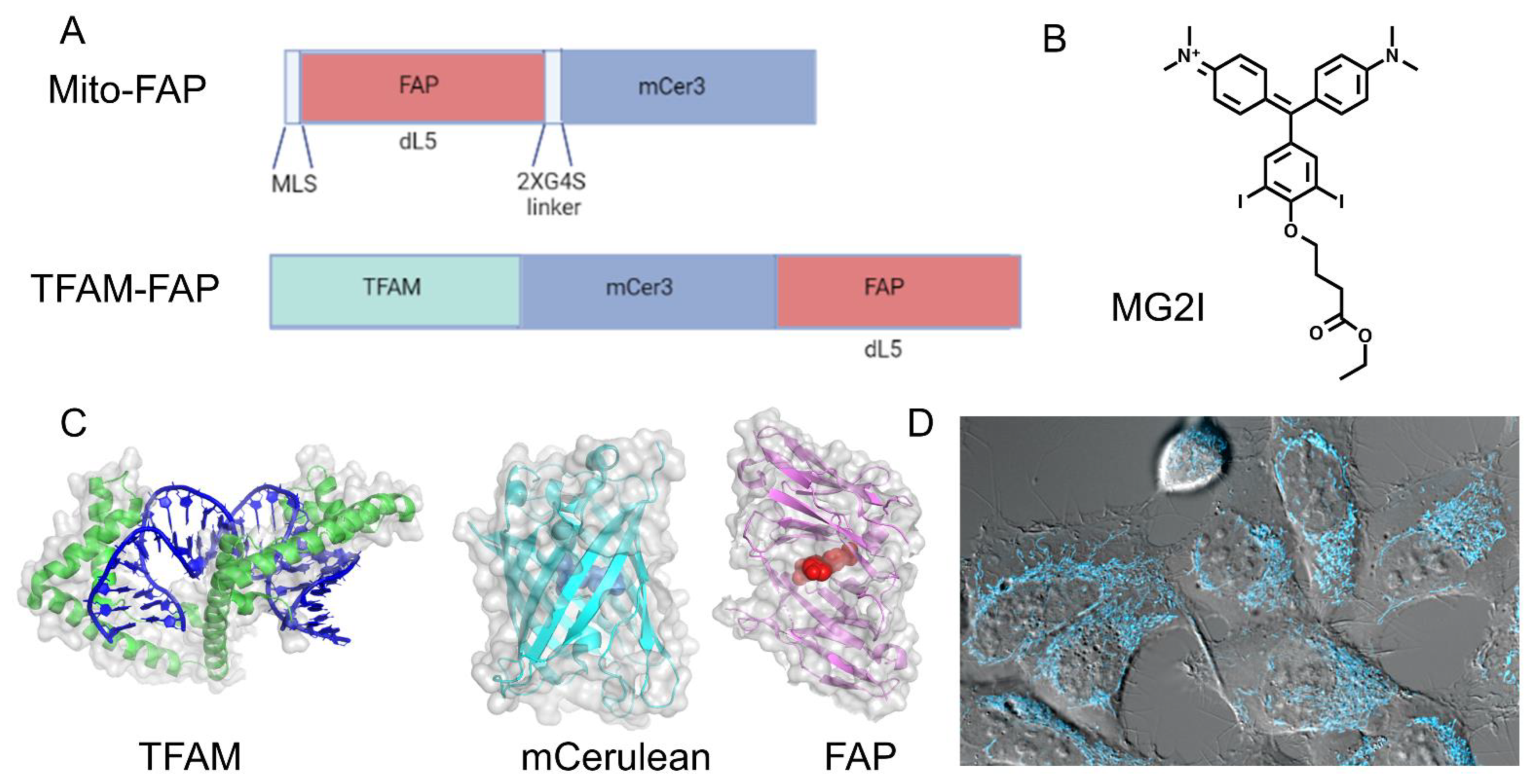 Biomedicines 10 02459 g002
