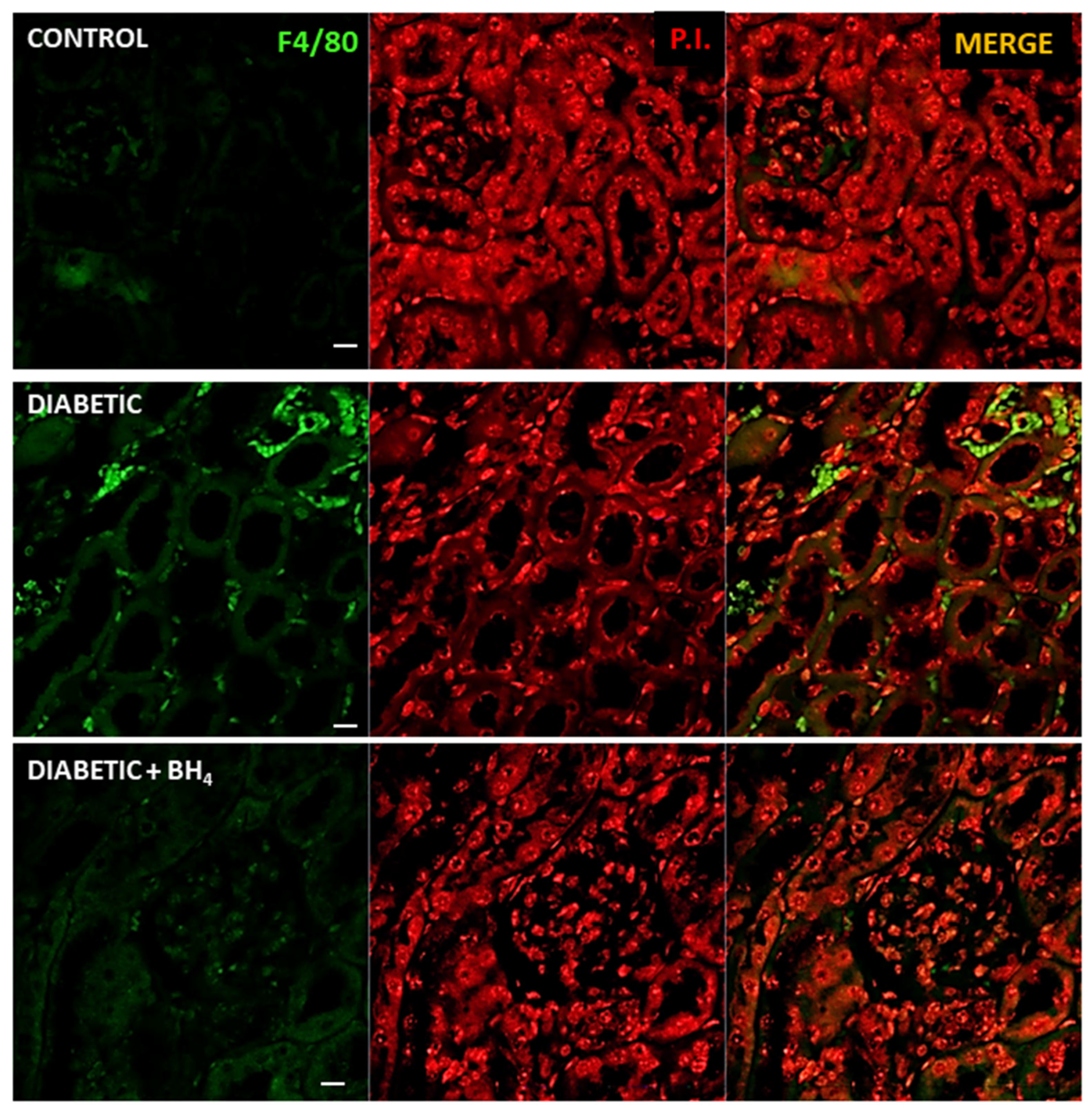 Biomedicines 10 02479 g006 Biomedicines 10 02479 g006