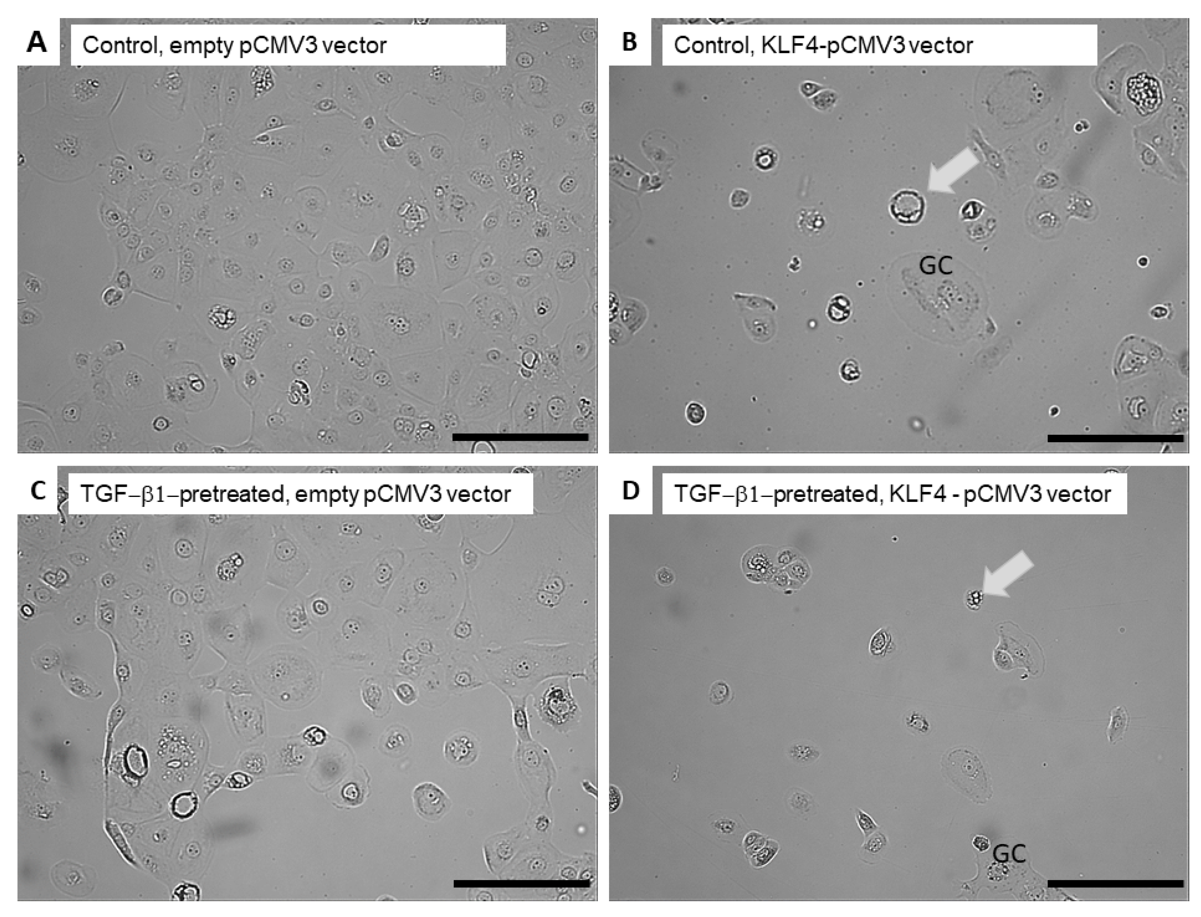 Biomedicines 10 02482 g007 Biomedicines 10 02482 g007