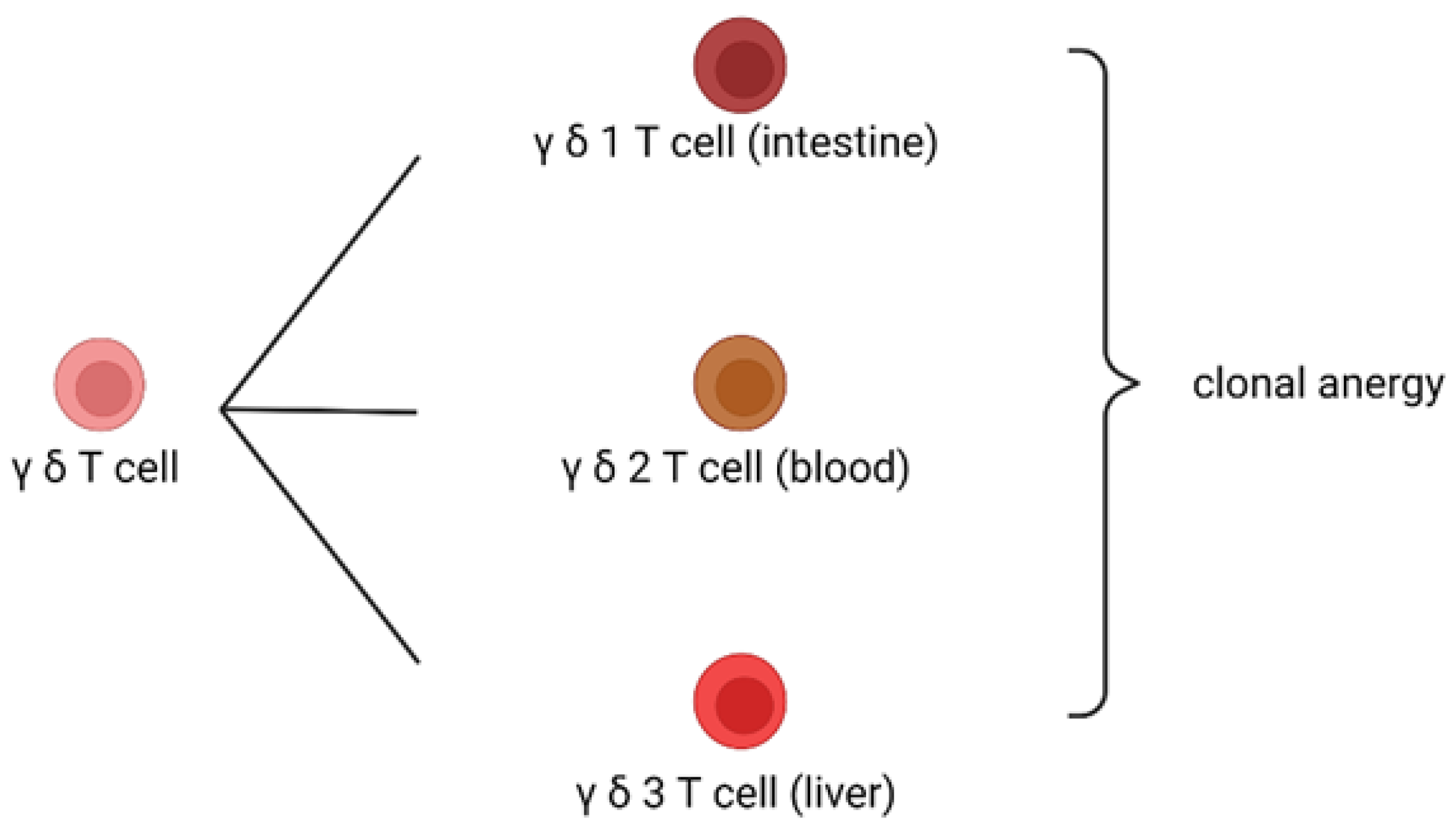 Biomedicines 10 02497 g002