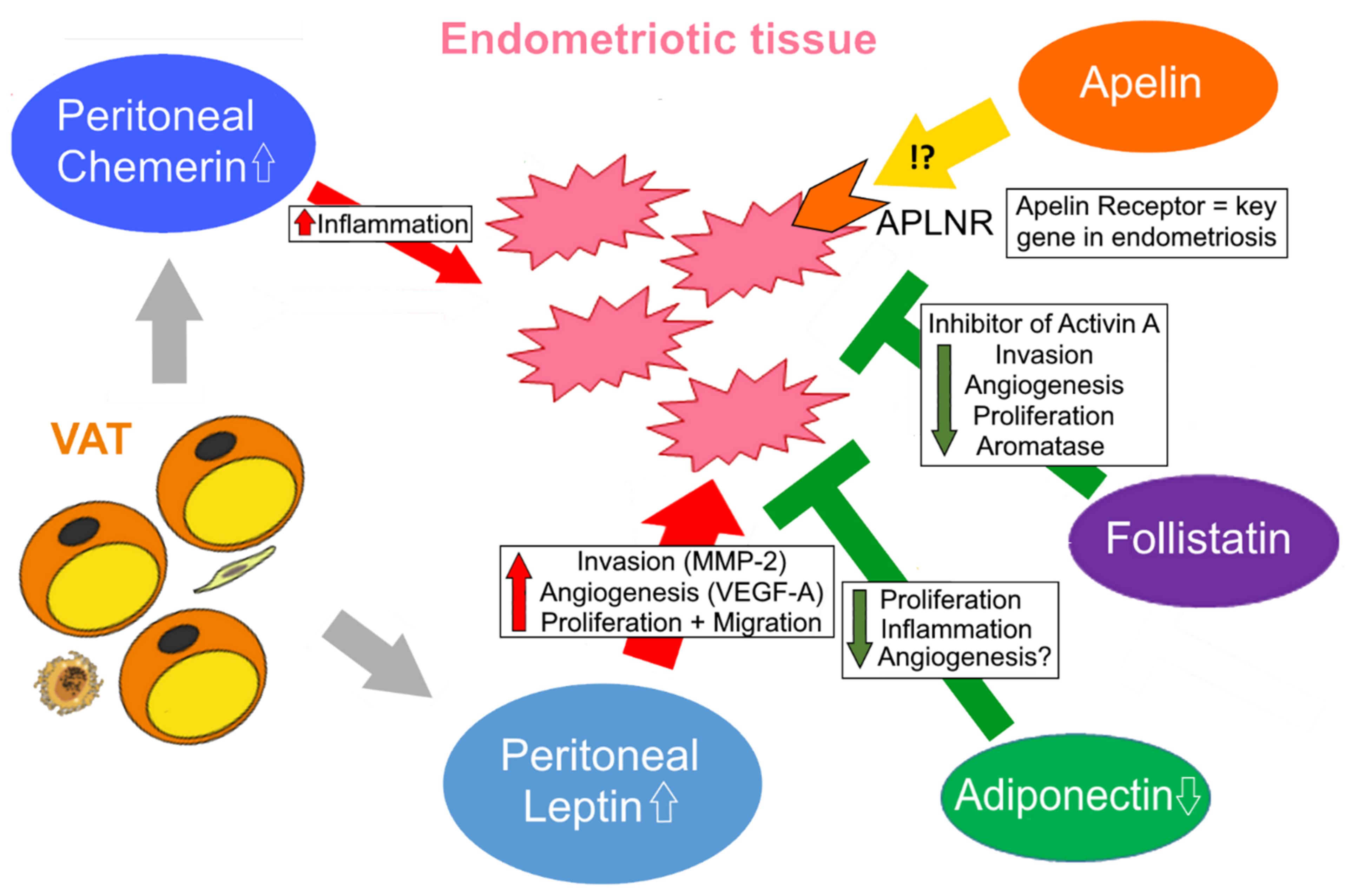 Biomedicines Free FullText The Complex Roles of Adipokines in