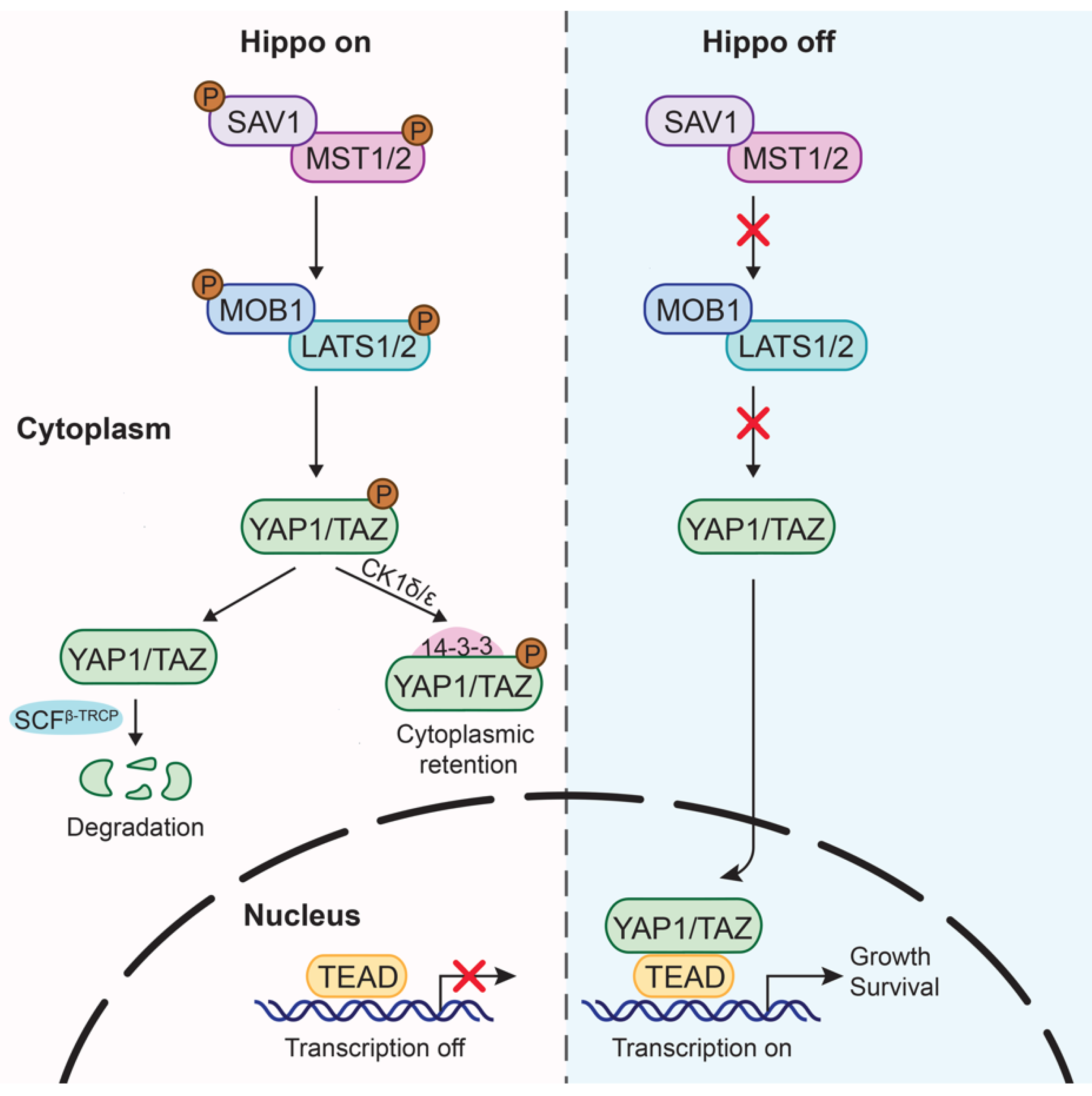 Targeting the Hippo Pathway in Gastric Cancer and Other Malignancies in ...
