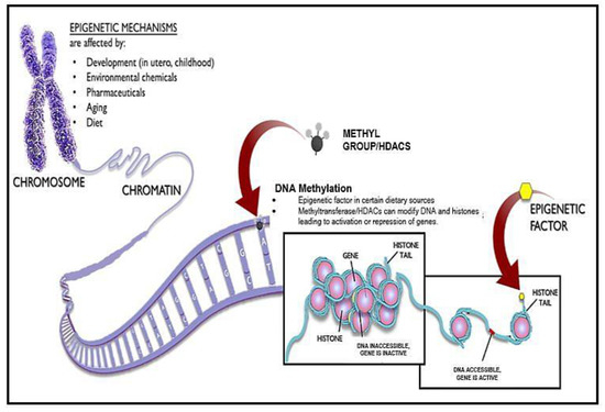 Therapeutic Antiaging Strategies Biology Diagrams