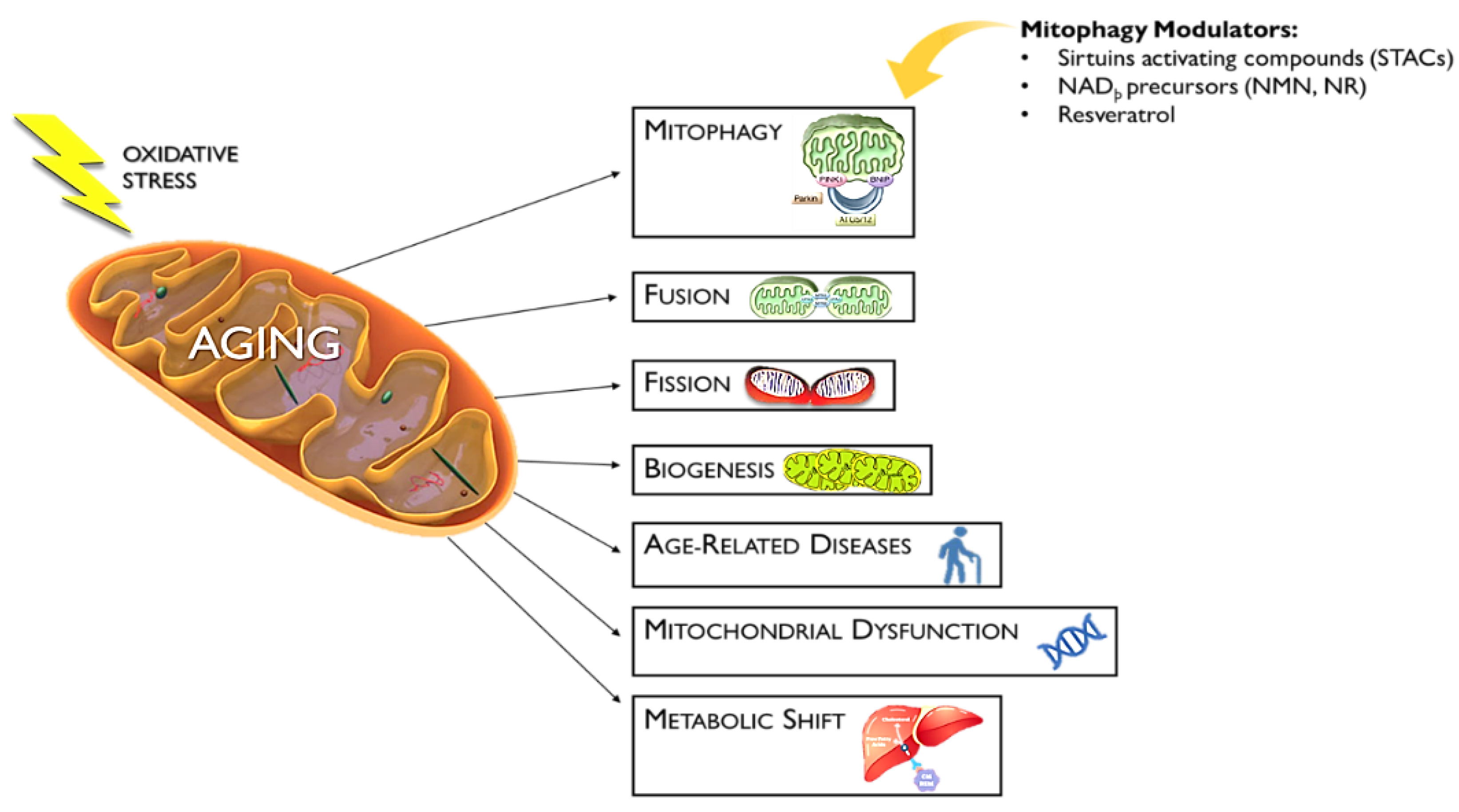 Therapeutic Antiaging Strategies Biology Diagrams