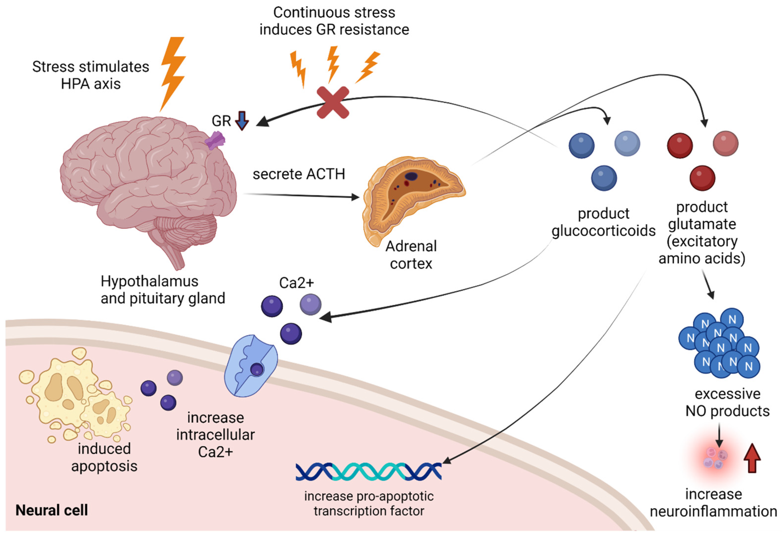 Tumor Necrosis Factor α Receptor Type 1 Activation in the Hypothalamic  Paraventricular Nucleus Contributes to Glutamate Signaling and Angiotensin  II-Dependent Hypertension