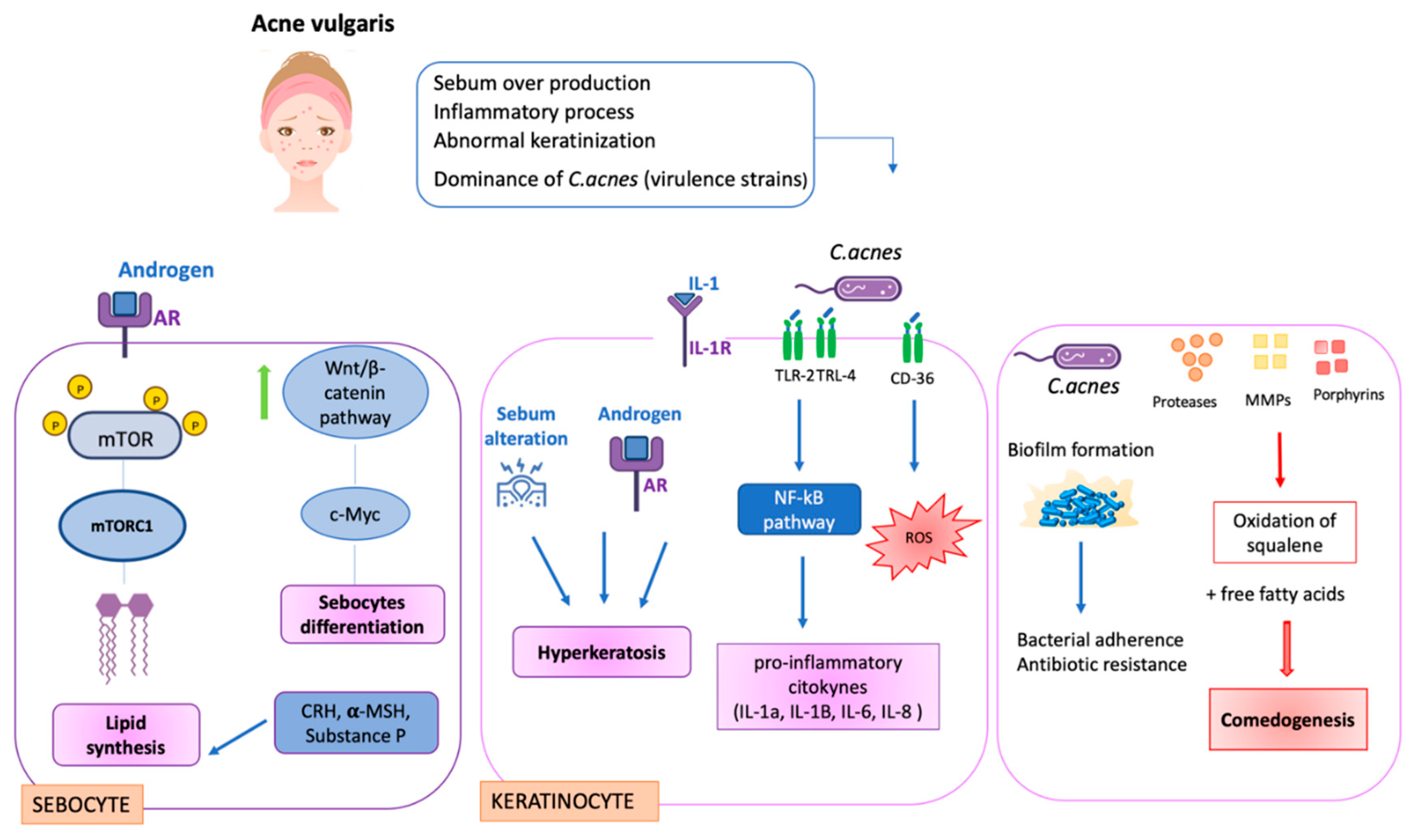 Biomedicines 10 02523 g003