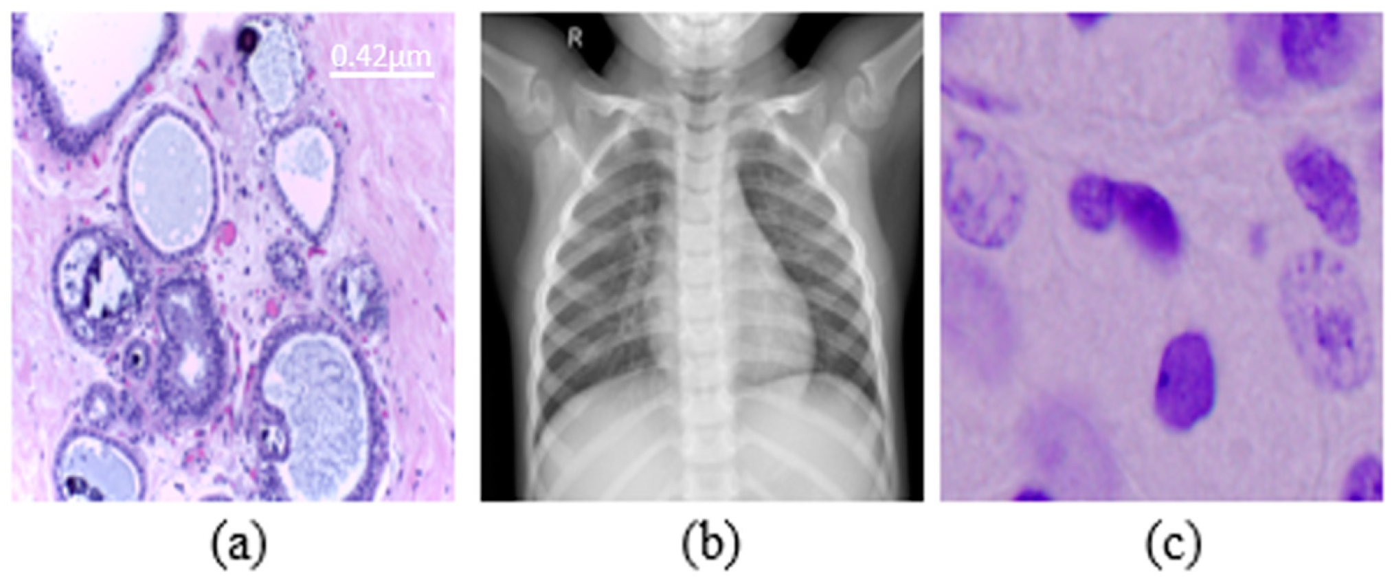 Biomedicines 10 02545 g001