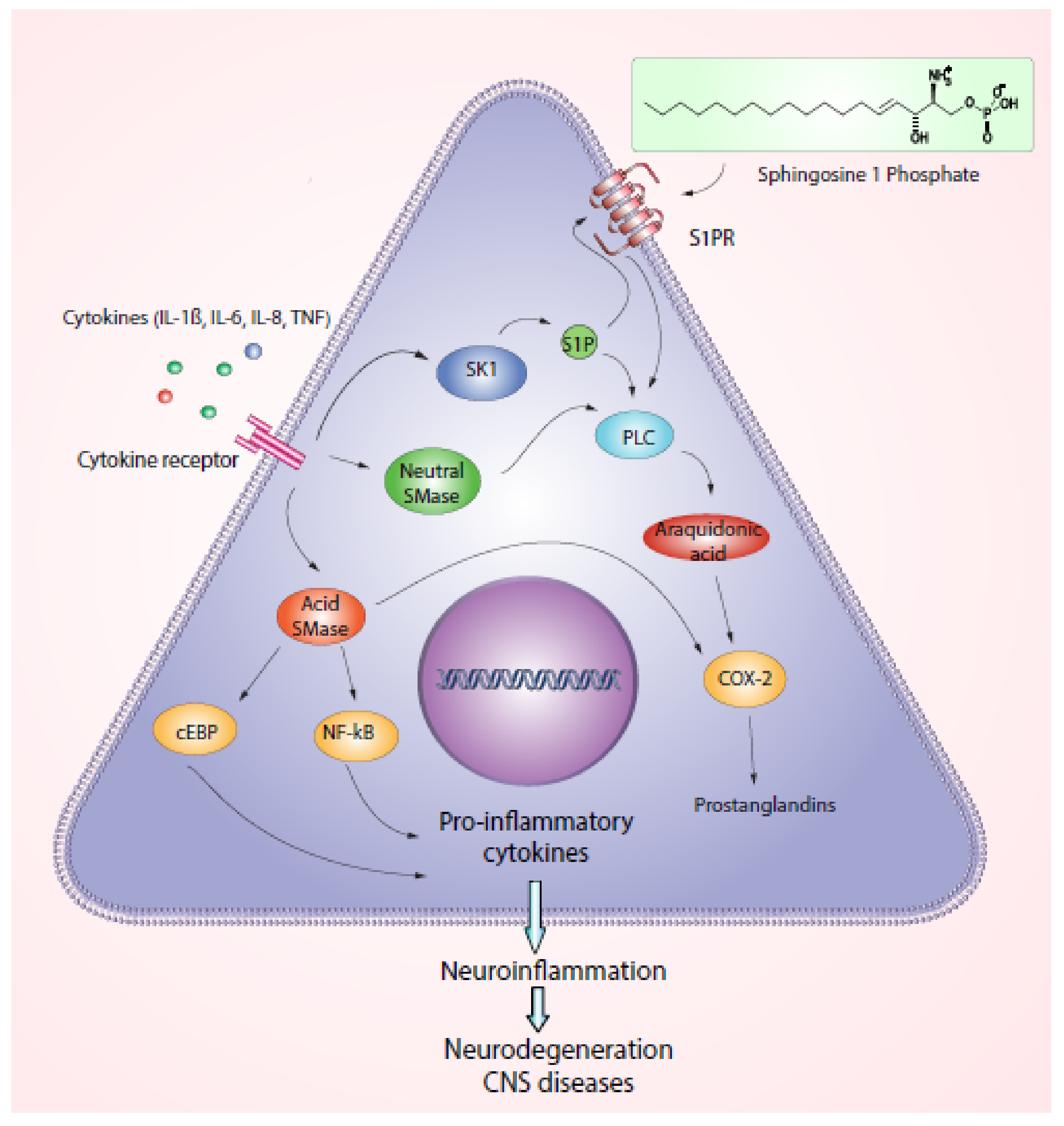 Biomedicines 10 02557 g001