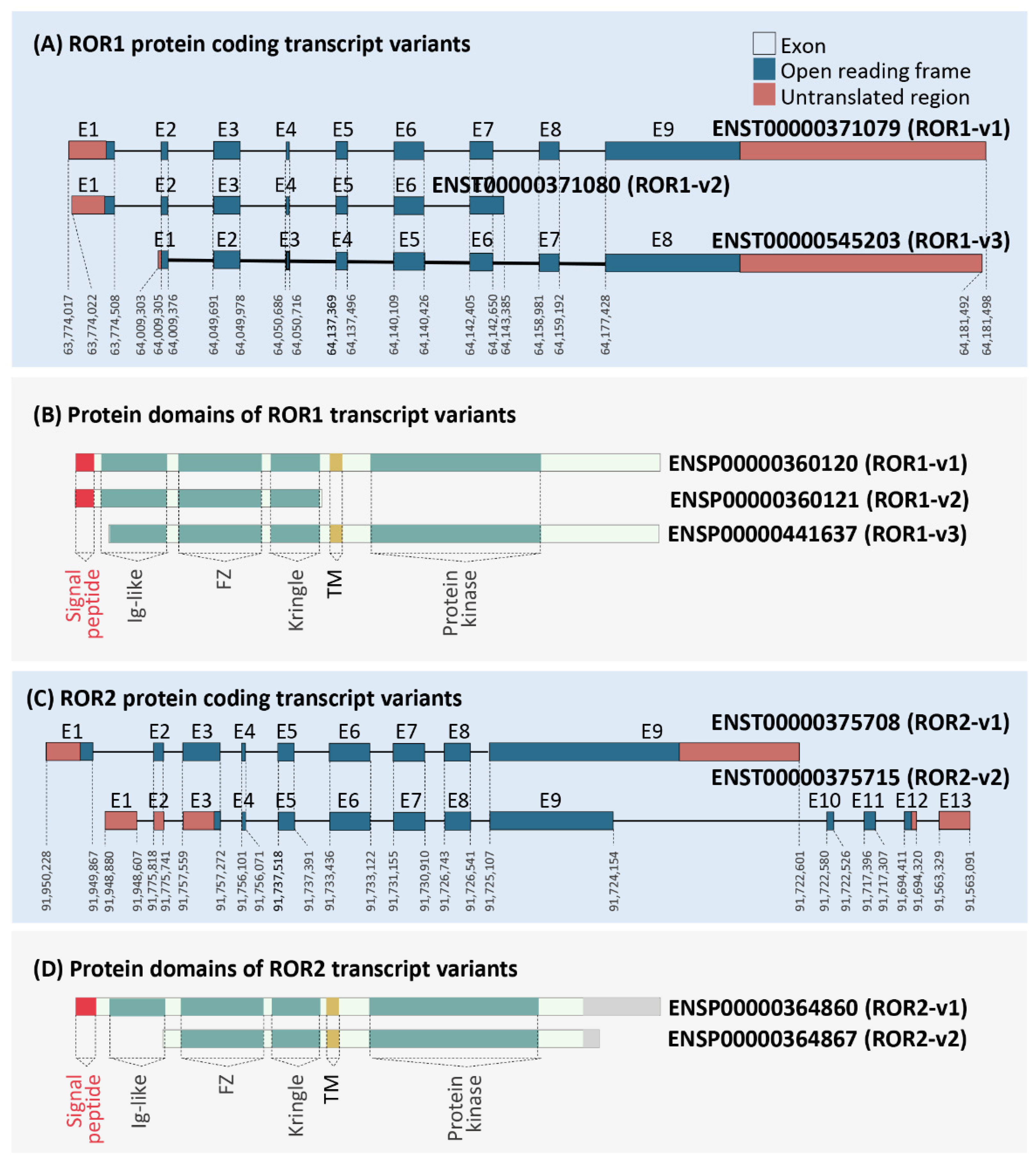 PanTissue and Cancer Analysis of ROR1 and ROR2 Transcript Variants