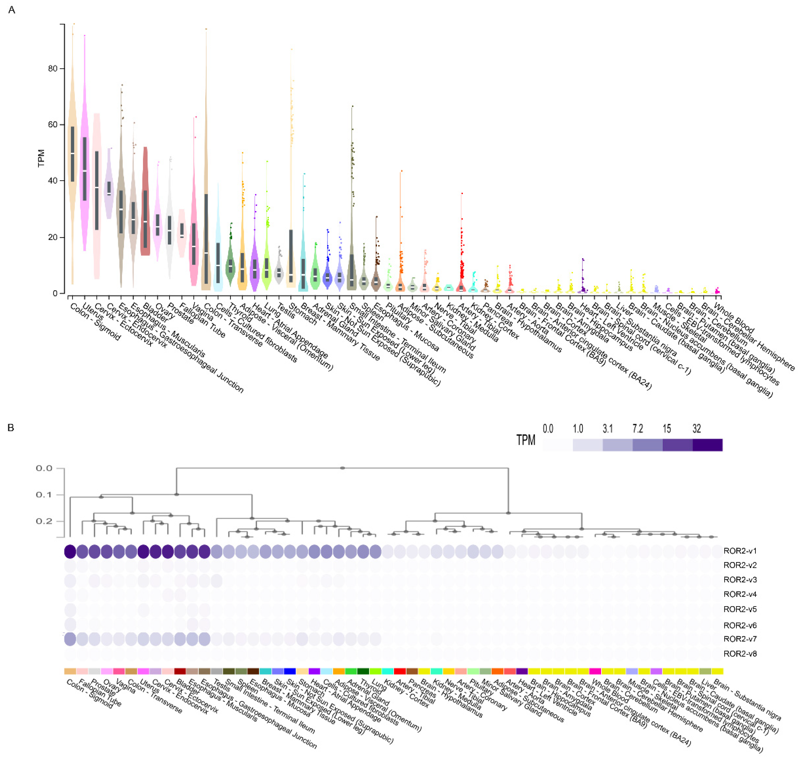 PanTissue and Cancer Analysis of ROR1 and ROR2 Transcript Variants