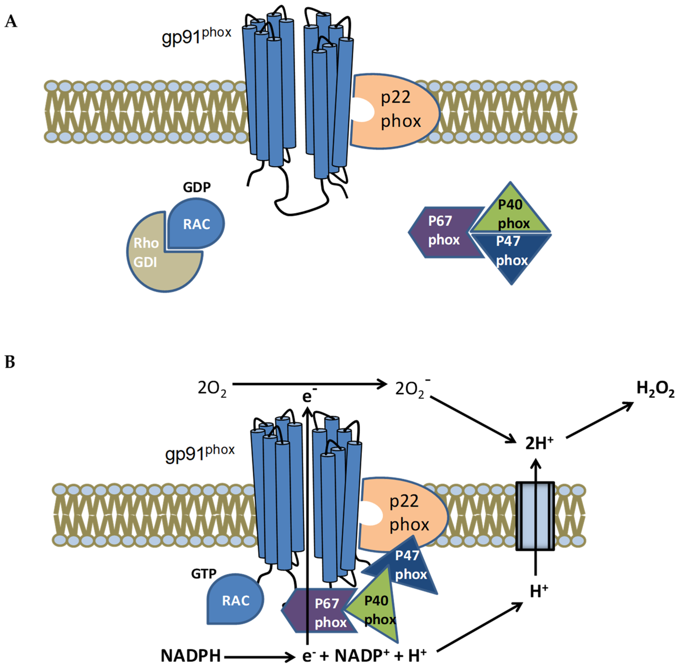 Biomedicines Free Full Text The Multiple Faces Of Nitric Oxide In biomedicines-free-full-text-the-multiple-faces-of-nitric-oxide-in