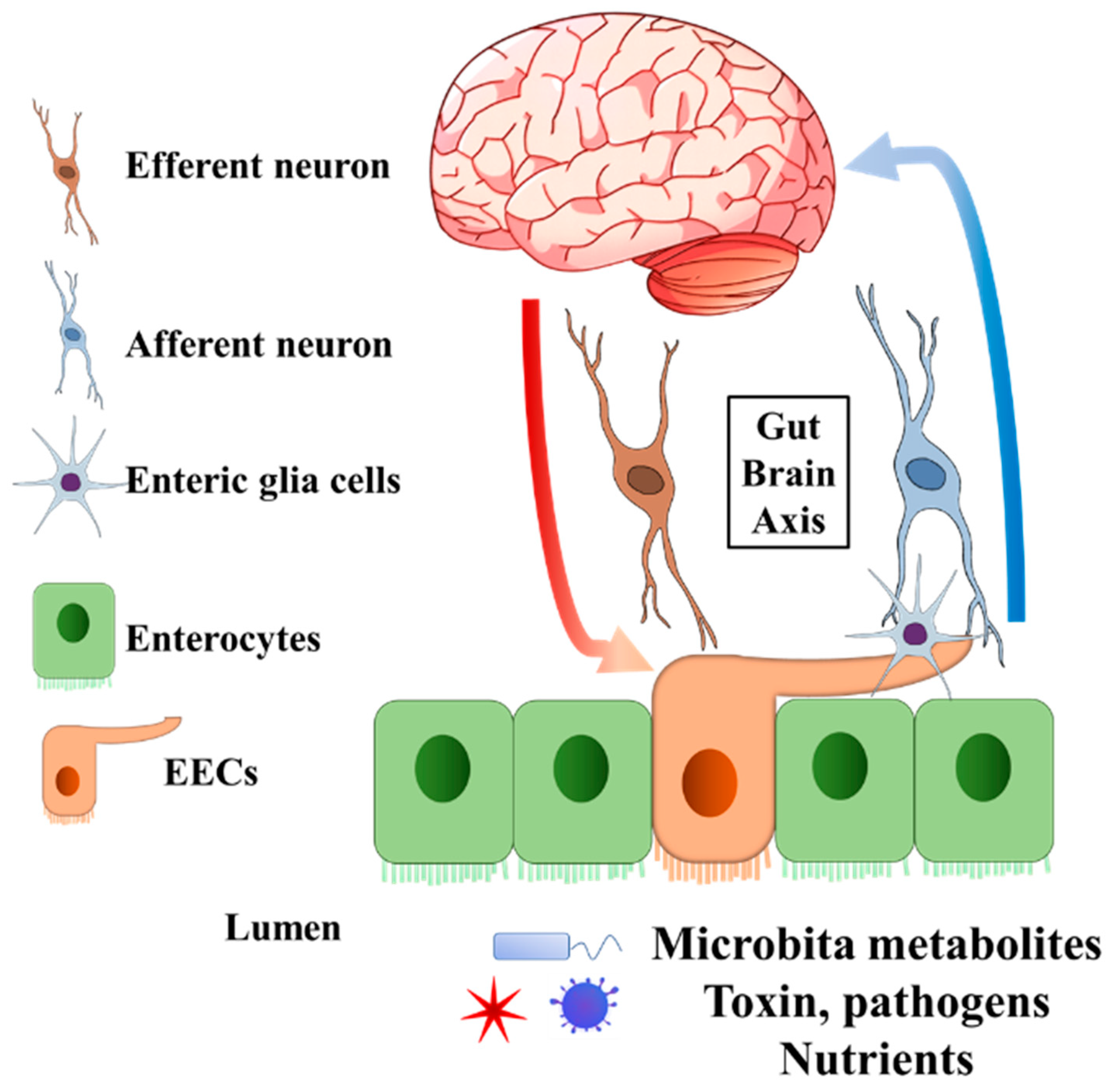 Biomedicines Free Full Text Involvement Of Intestinal biomedicines-free-full-text-involvement-of-intestinal