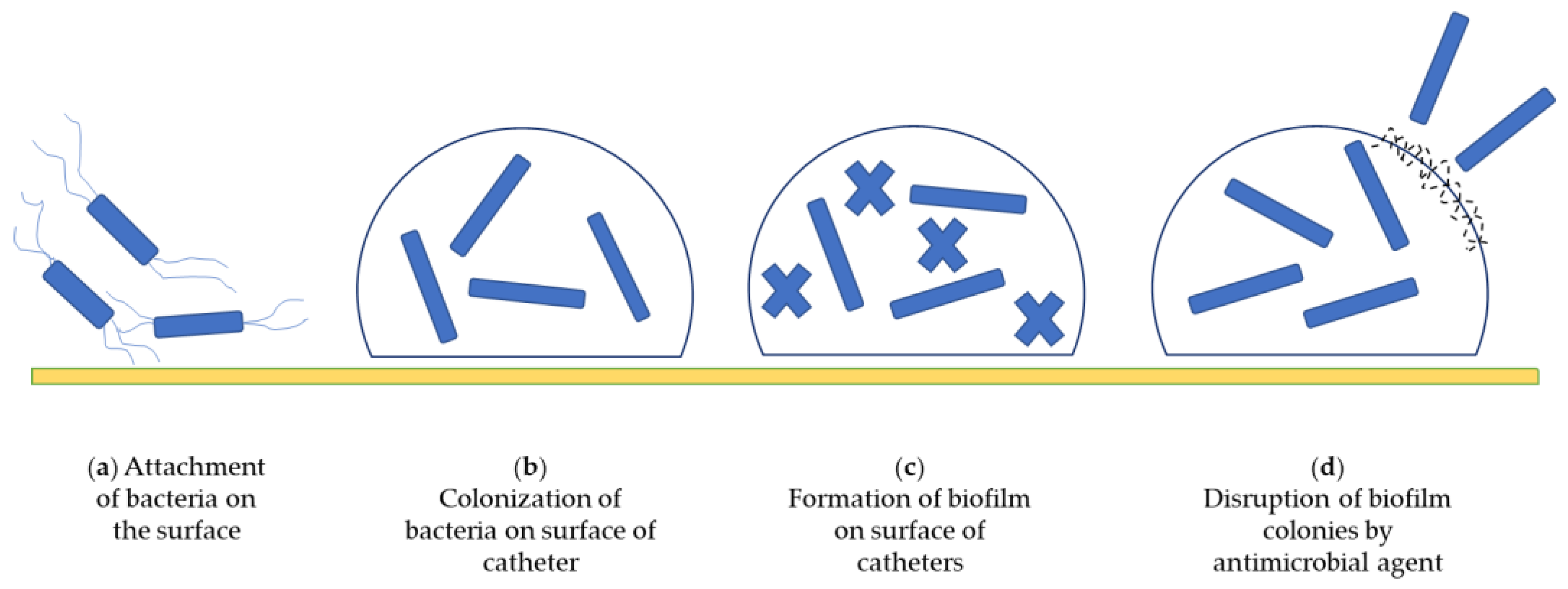 Biomedicines 10 02580 g006