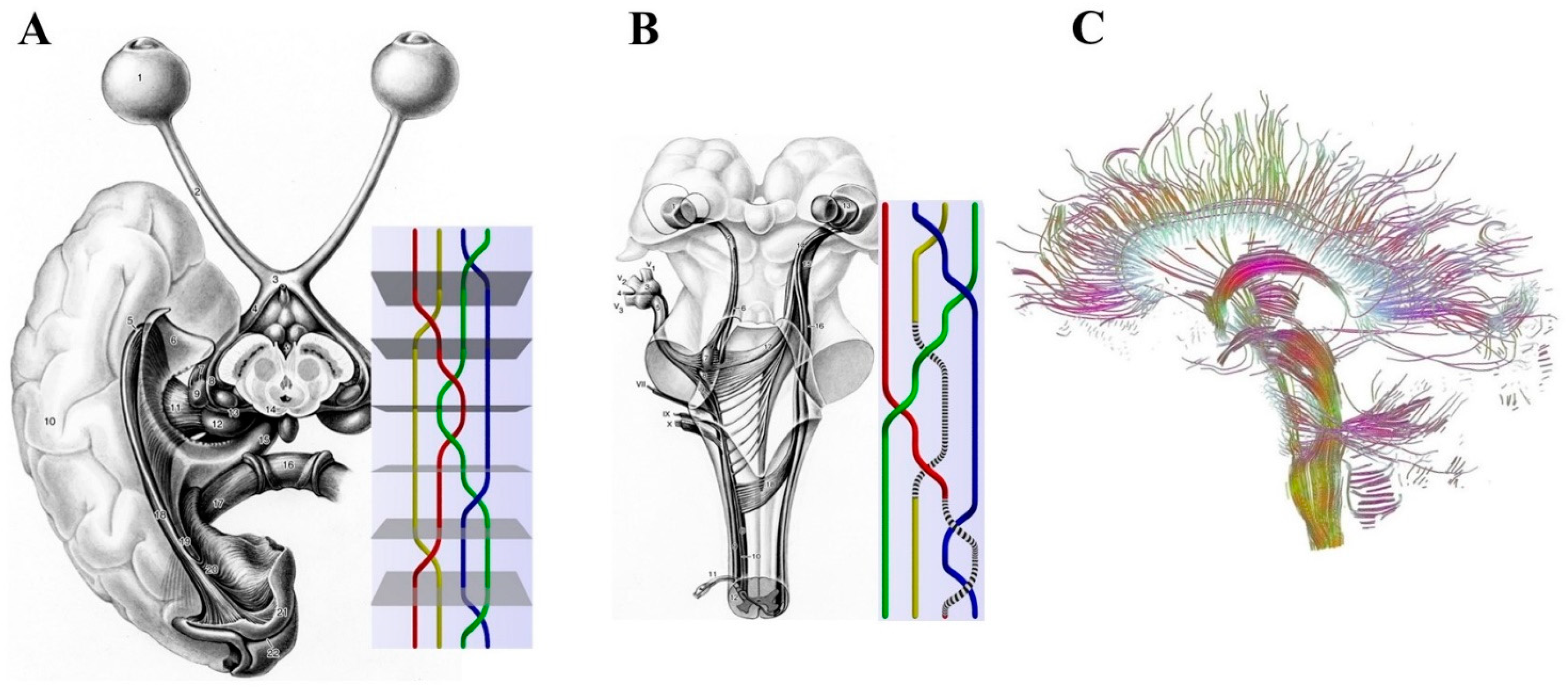 Biomedicines 10 02581 g001