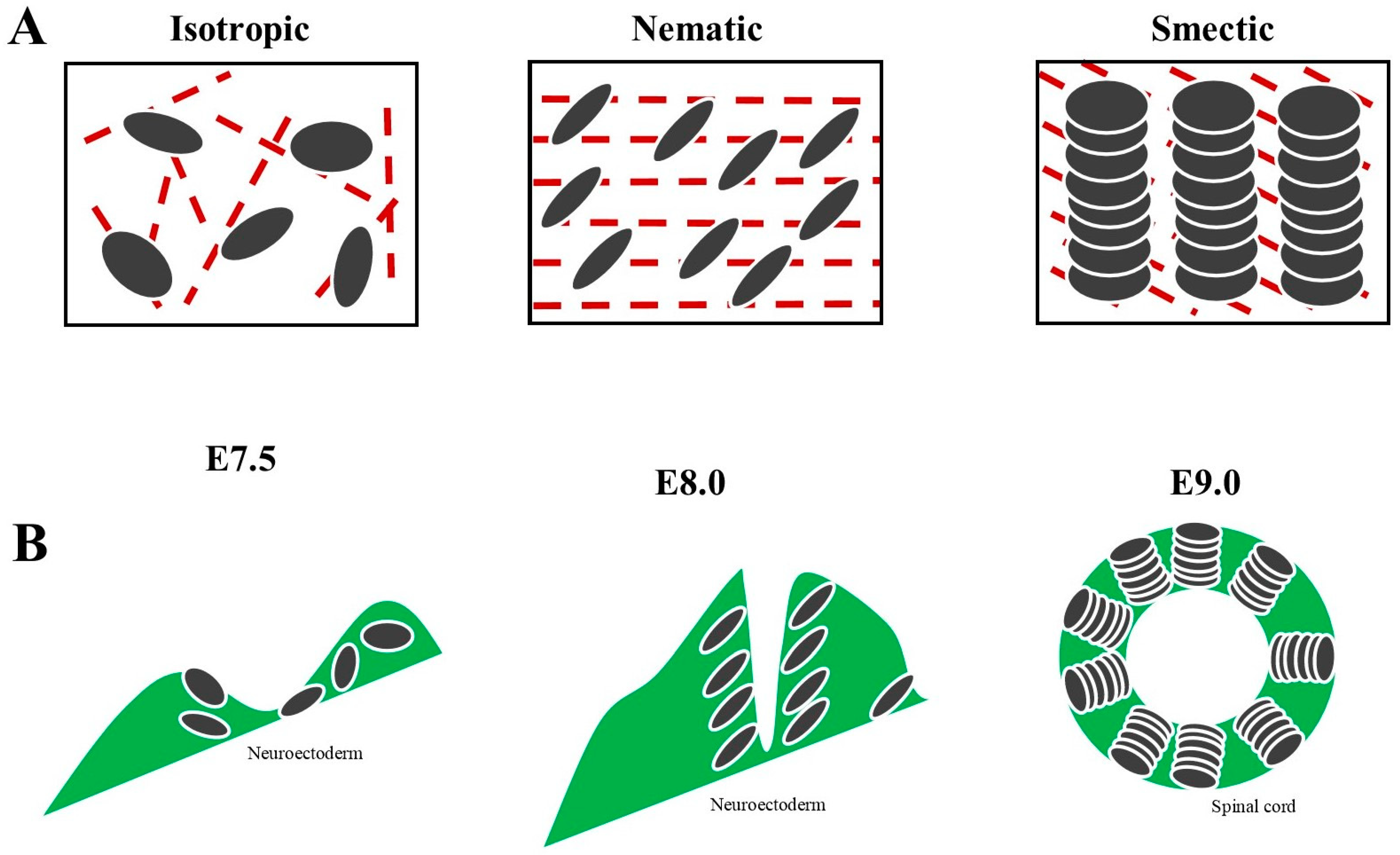 Biomedicines 10 02581 g002