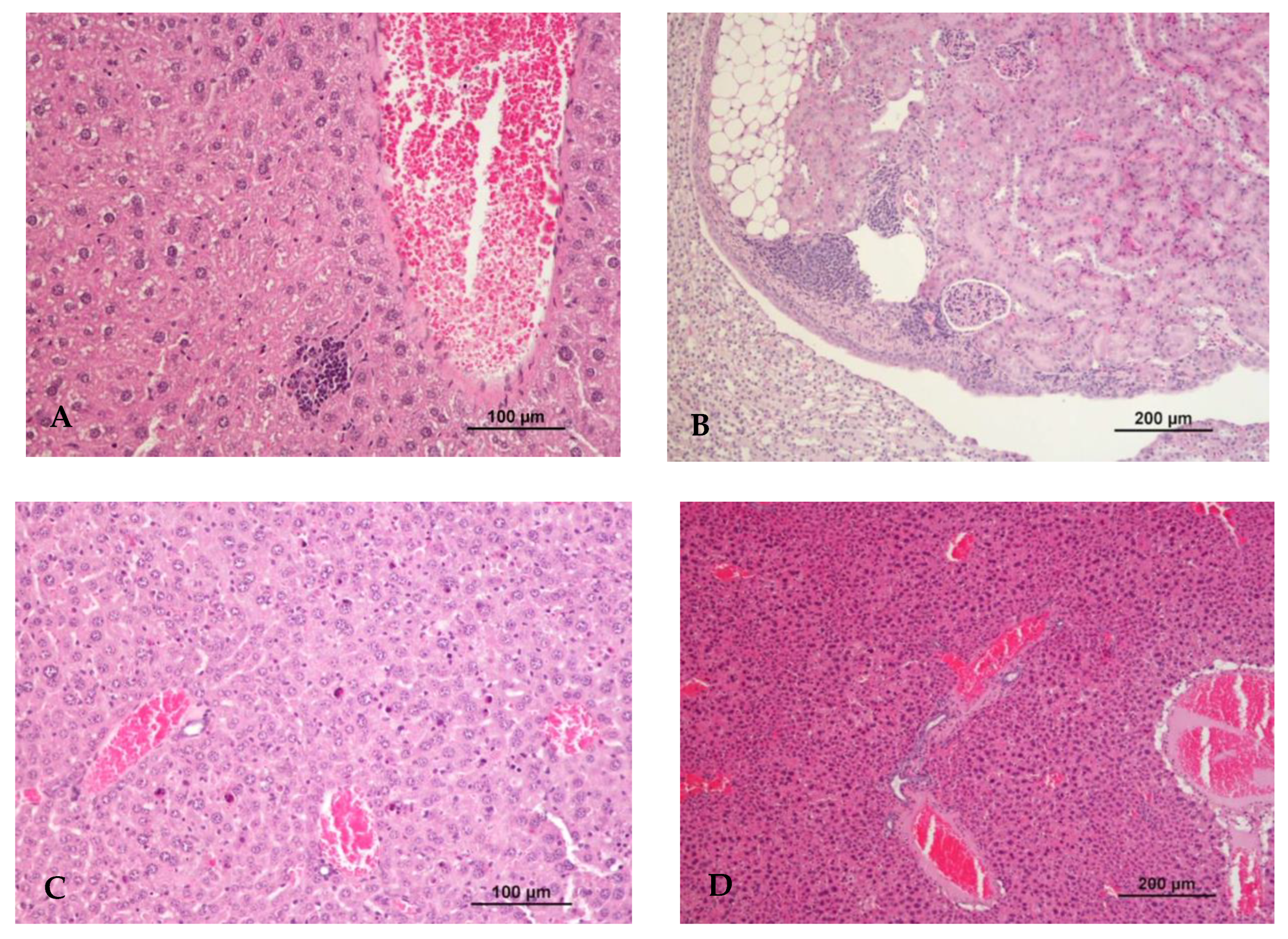 Biomedicines 10 02595 g005 Biomedicines 10 02595 g005