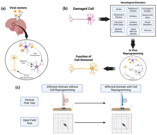 Cell Reprogramming for Regeneration and Repair of the Nervous System Biology Diagrams