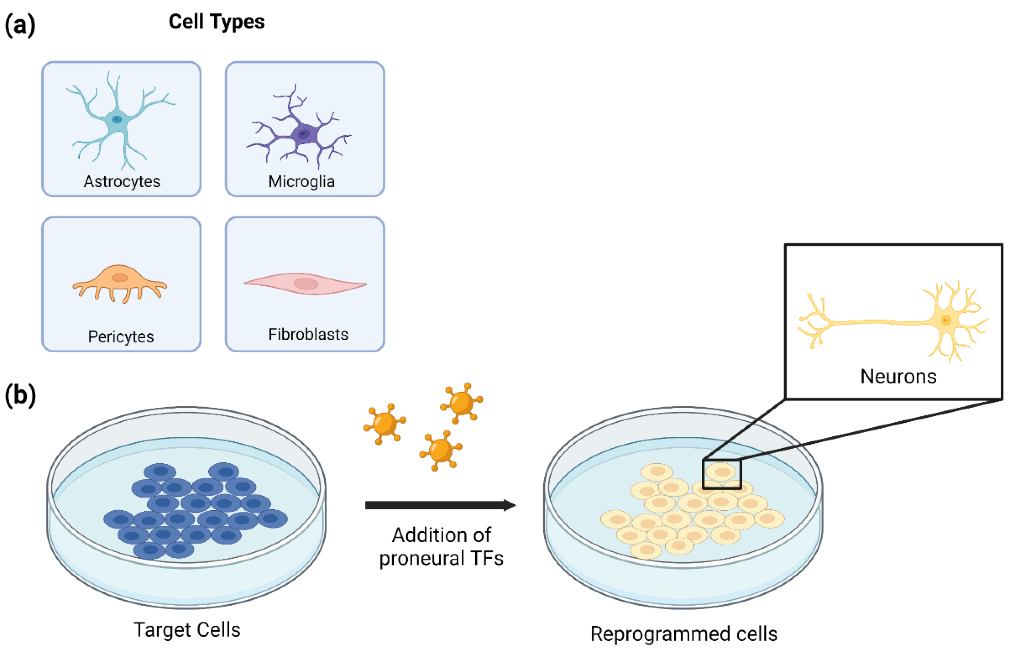 Cell Reprogramming for Regeneration and Repair of the Nervous System