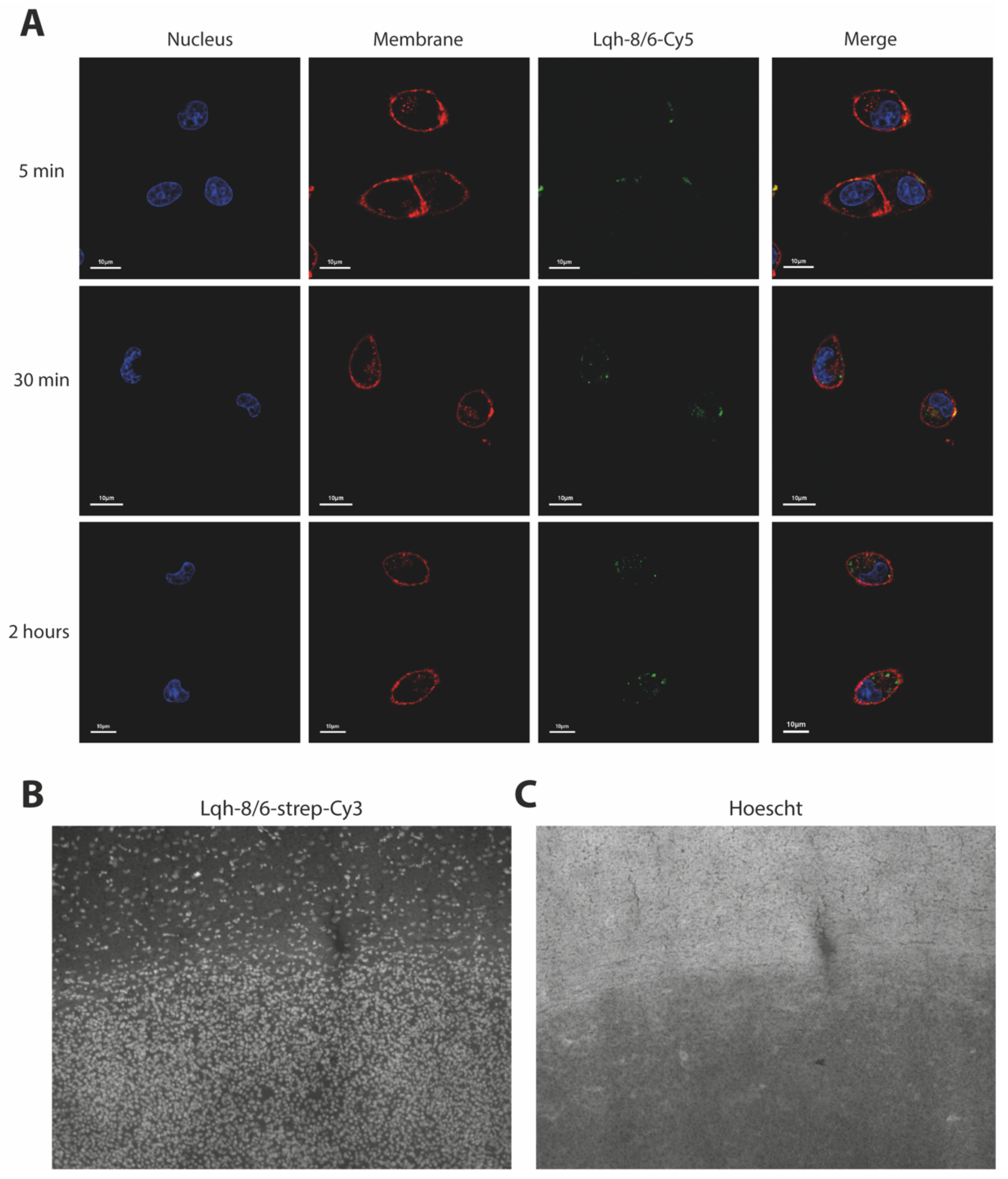 Biomedicines 10 02605 g002