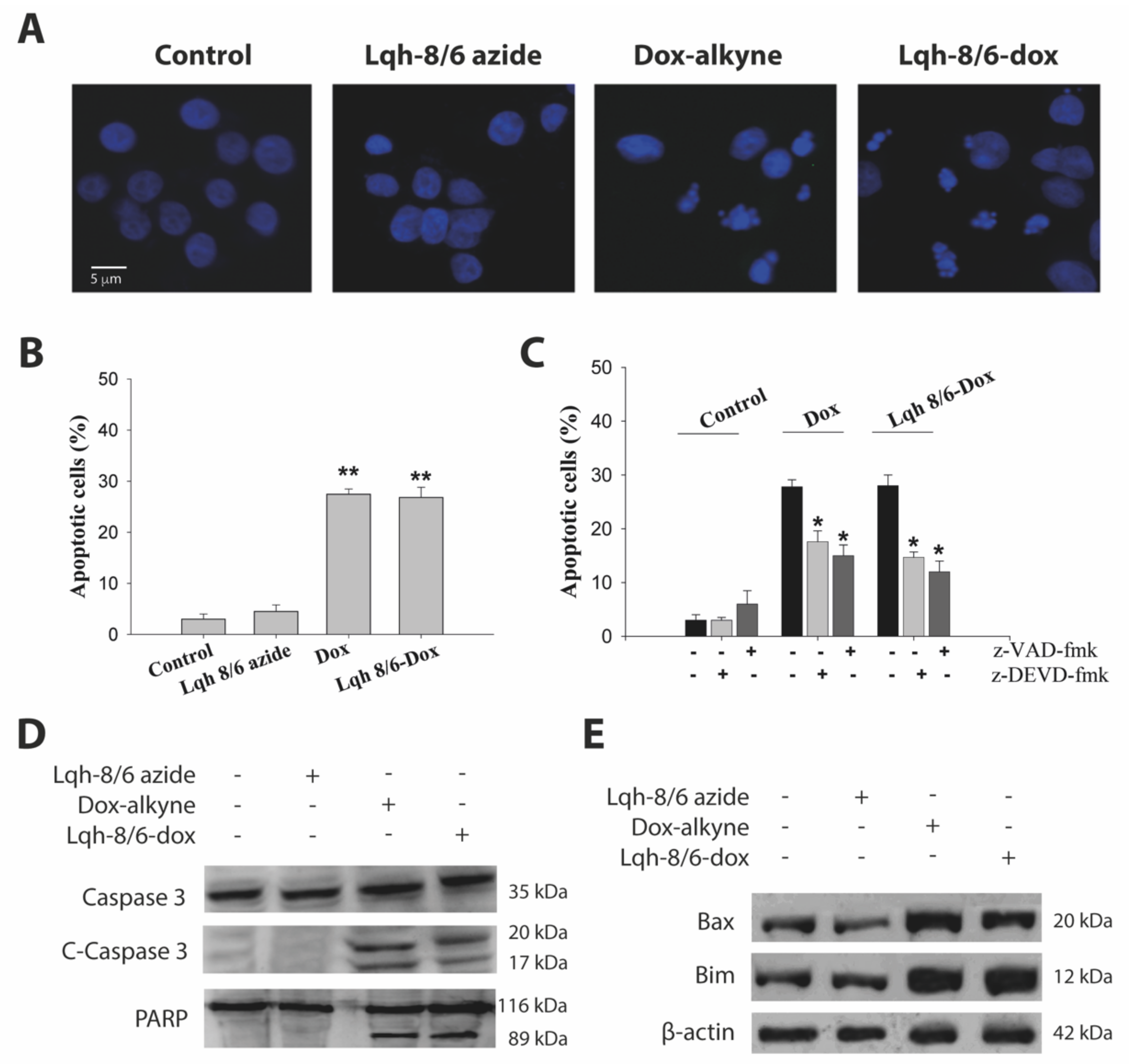 Biomedicines 10 02605 g007