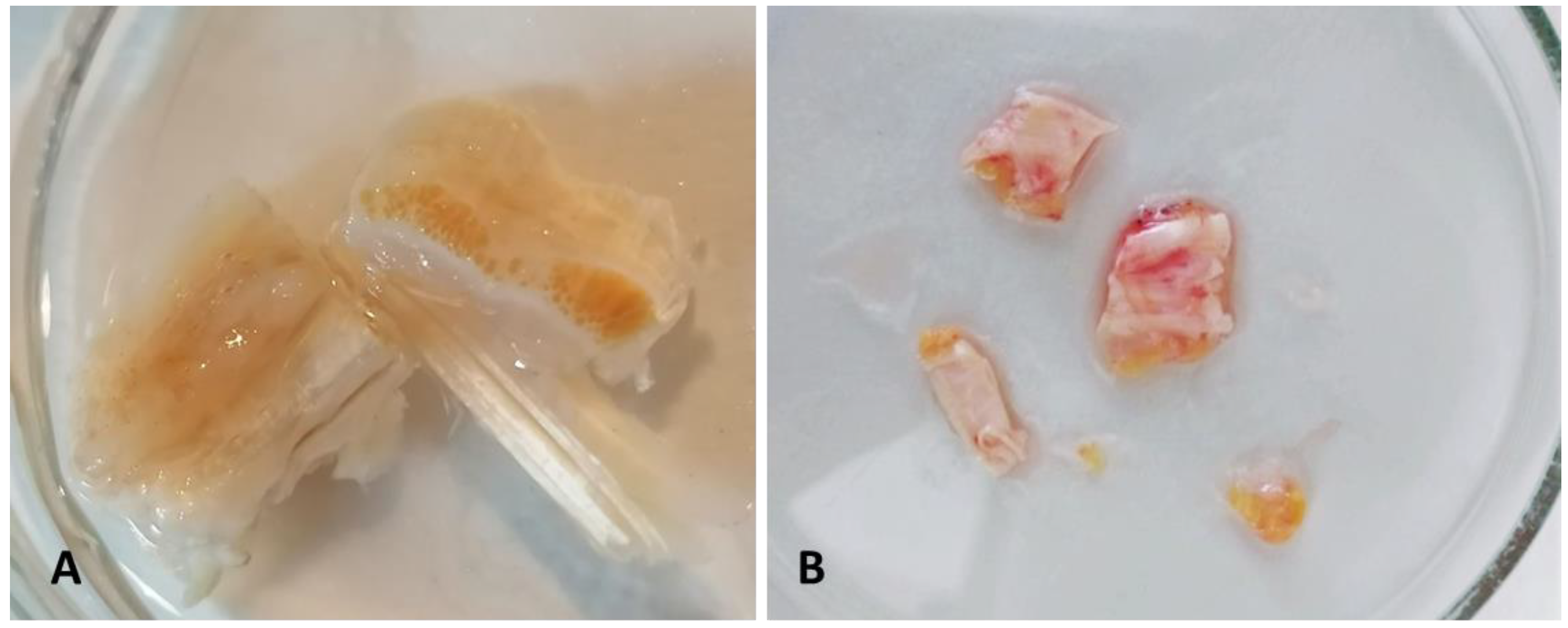 Biomedicines 10 02608 g001 Biomedicines 10 02608 g001