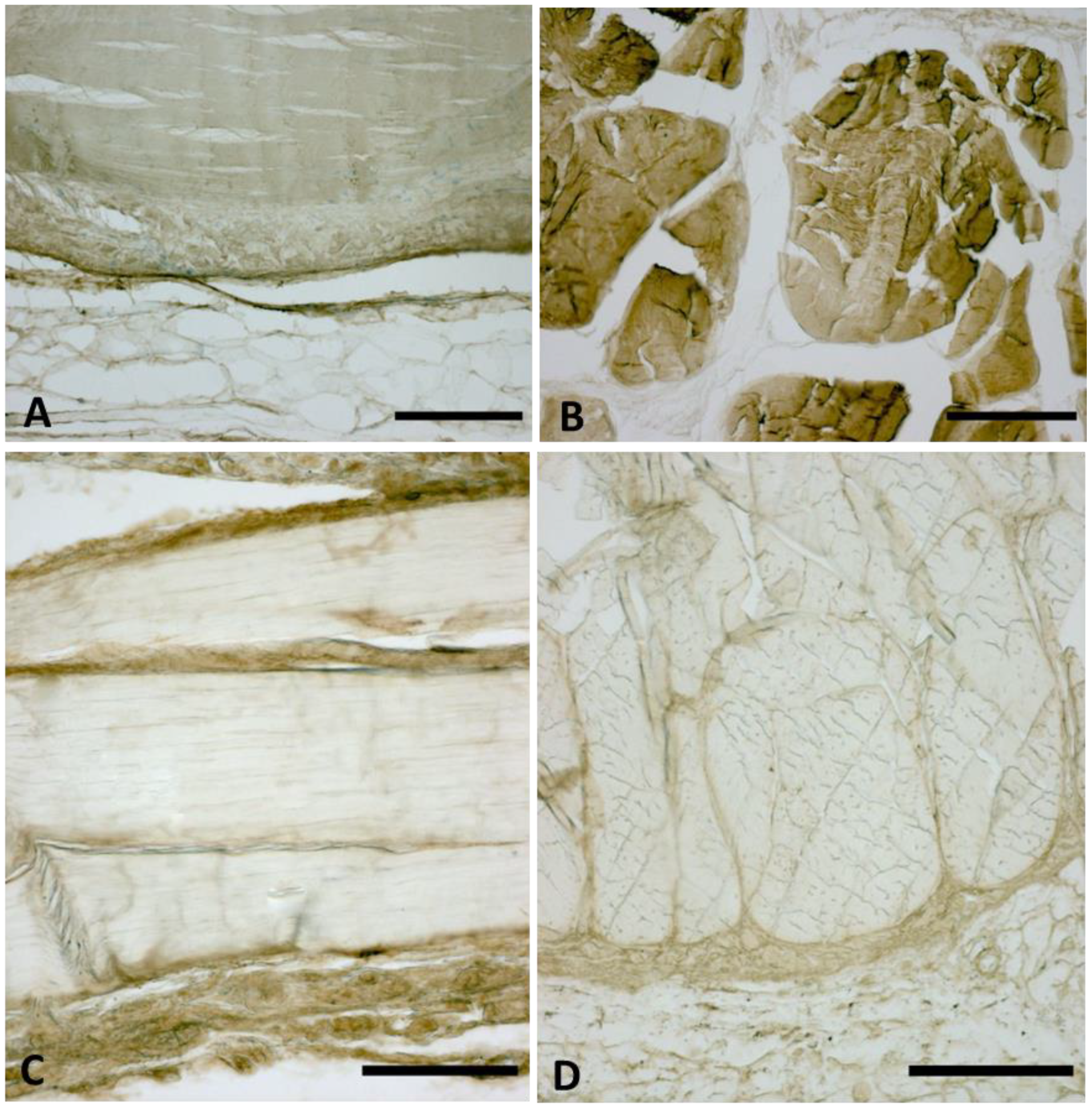 Biomedicines 10 02608 g003 Biomedicines 10 02608 g003