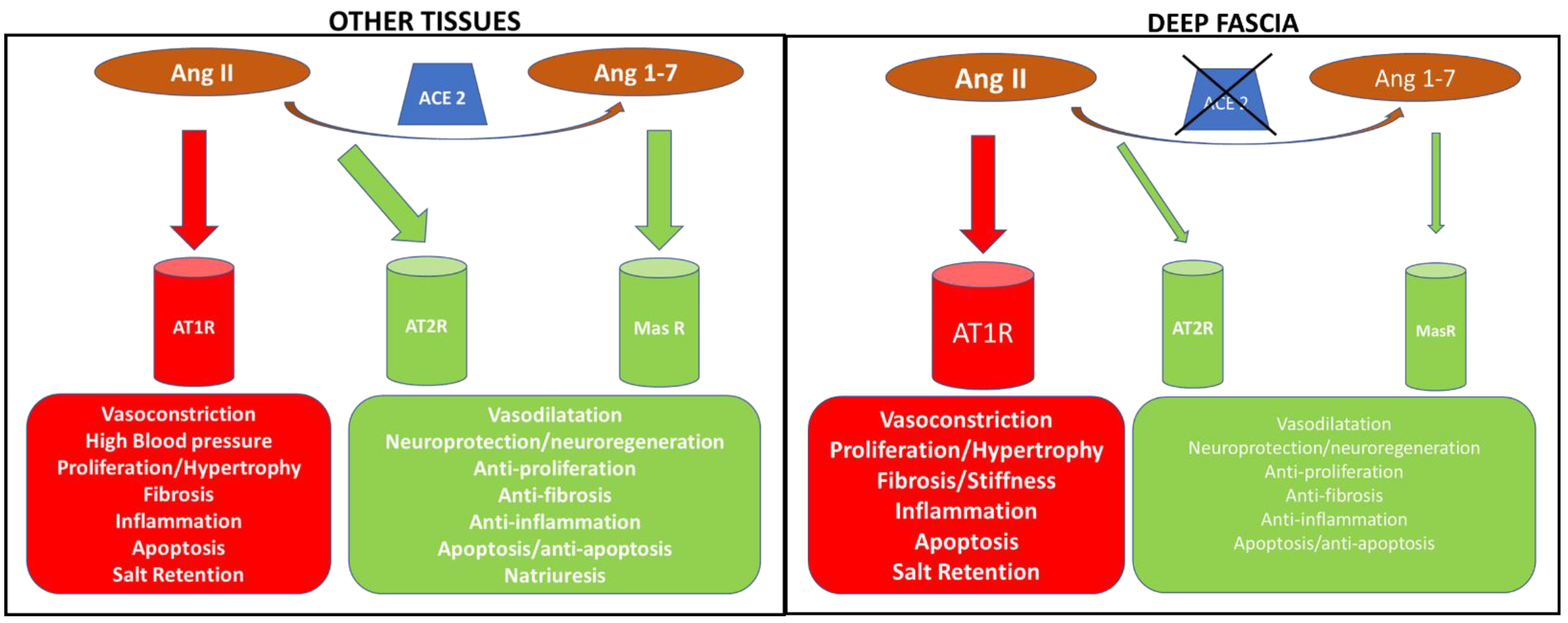 Biomedicines 10 02608 g007 Biomedicines 10 02608 g007