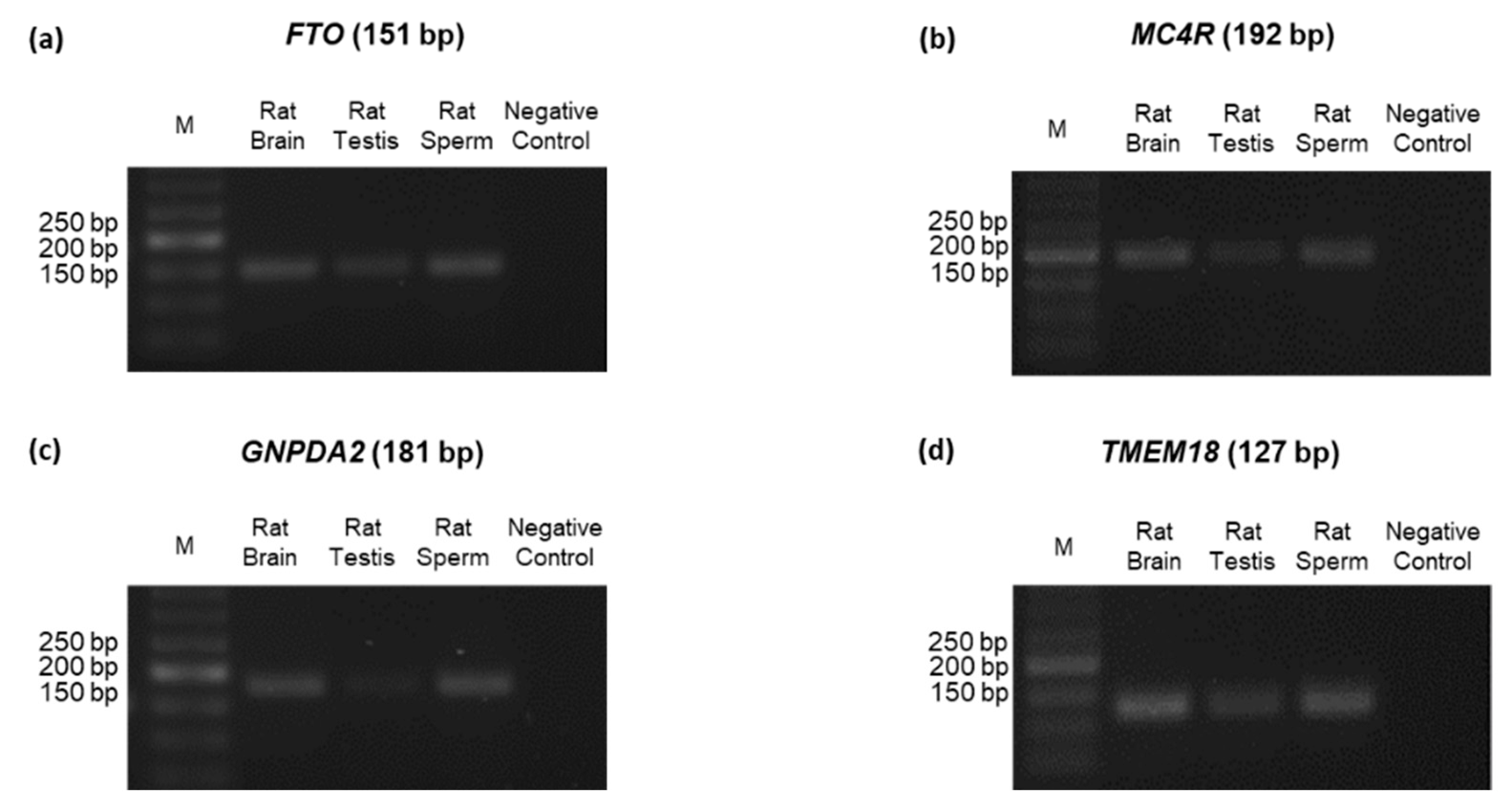 Biomedicines 10 02609 g002