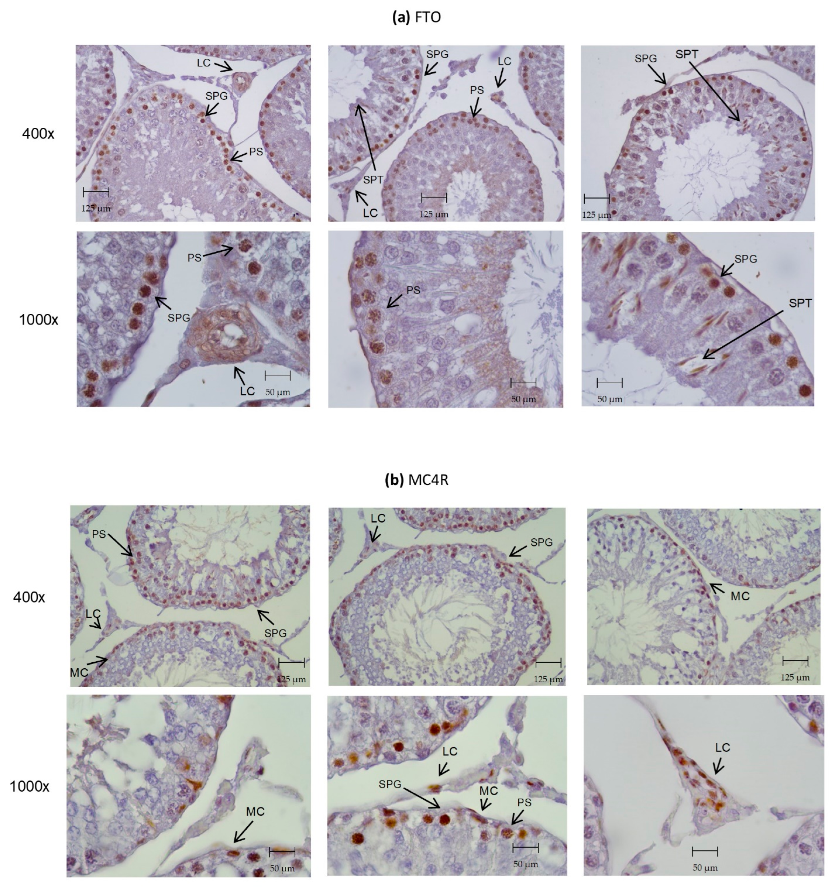Biomedicines 10 02609 g003a