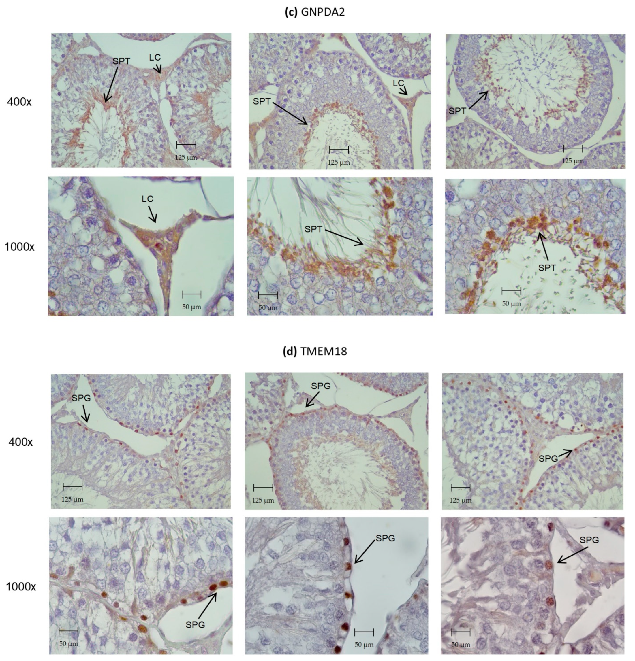 Biomedicines 10 02609 g003b