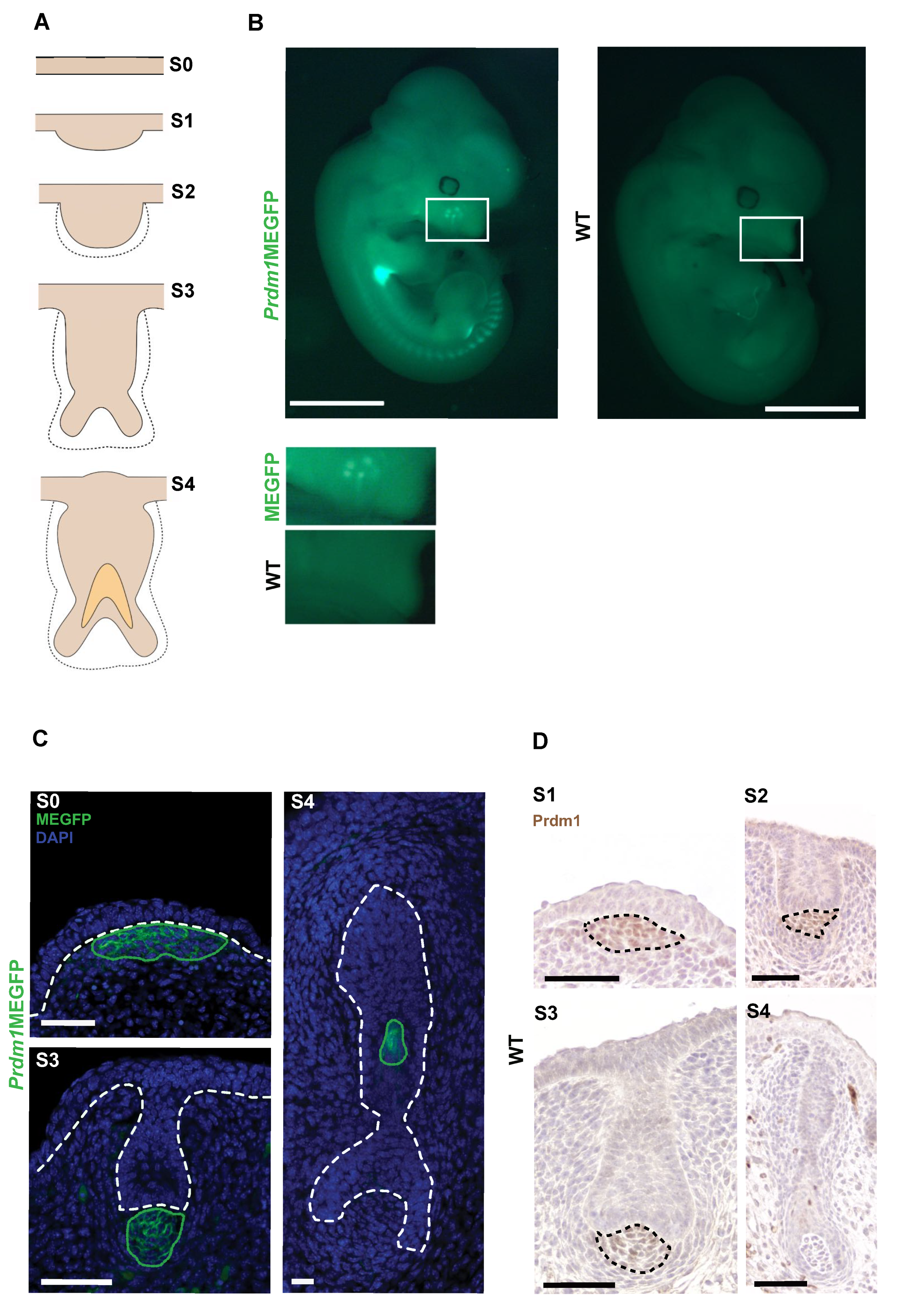 Biomedicines 10 02647 g001 Biomedicines 10 02647 g001