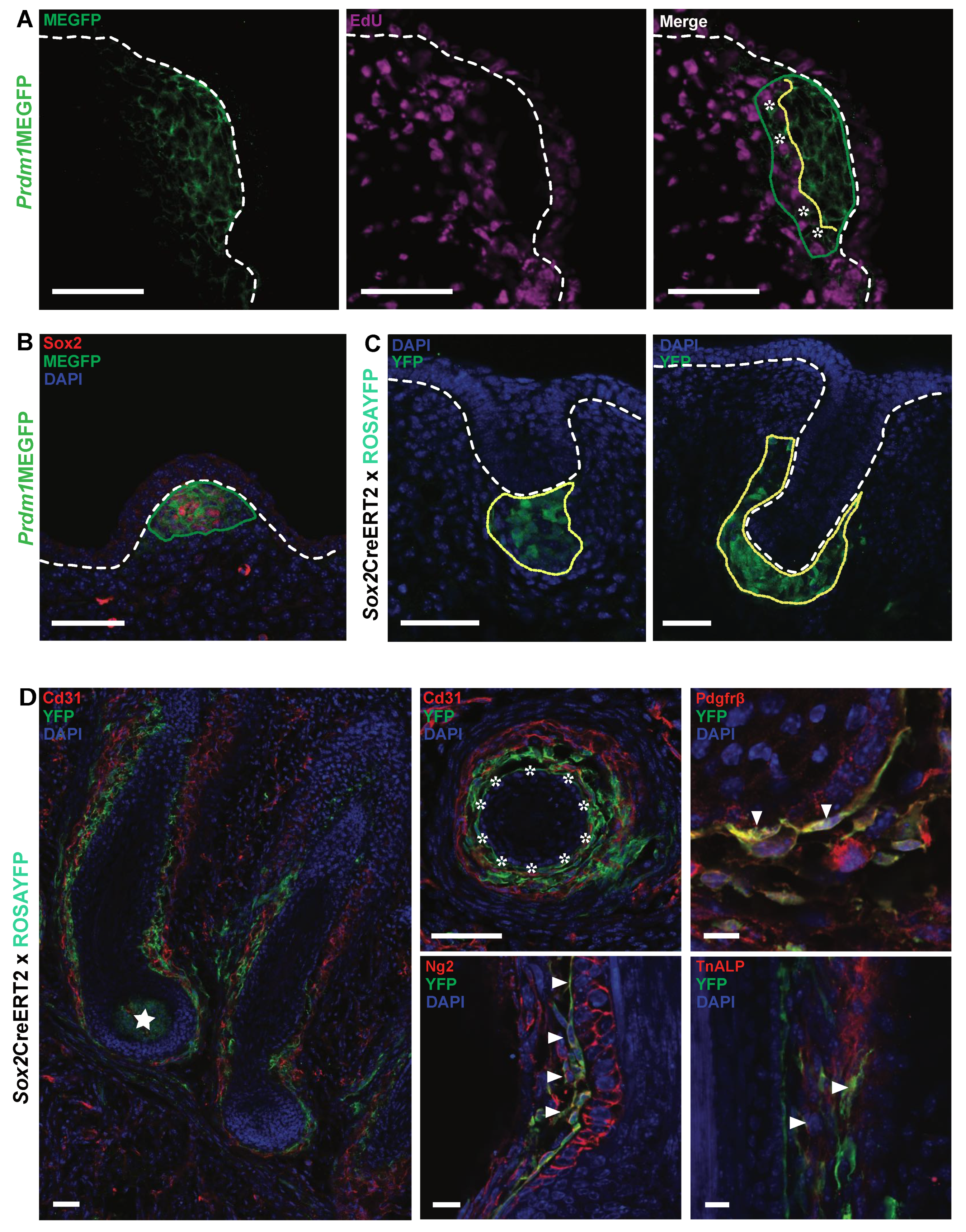 Biomedicines 10 02647 g003 Biomedicines 10 02647 g003