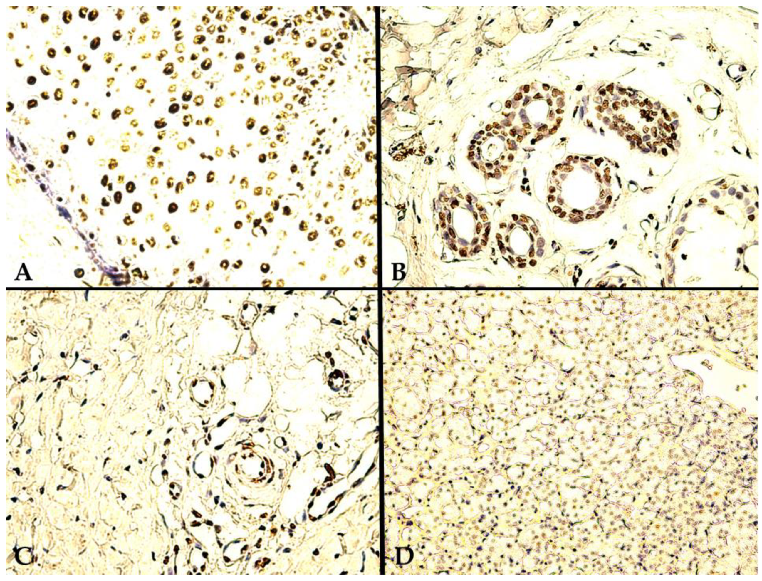 Biomedicines 10 02673 g001 Biomedicines 10 02673 g001